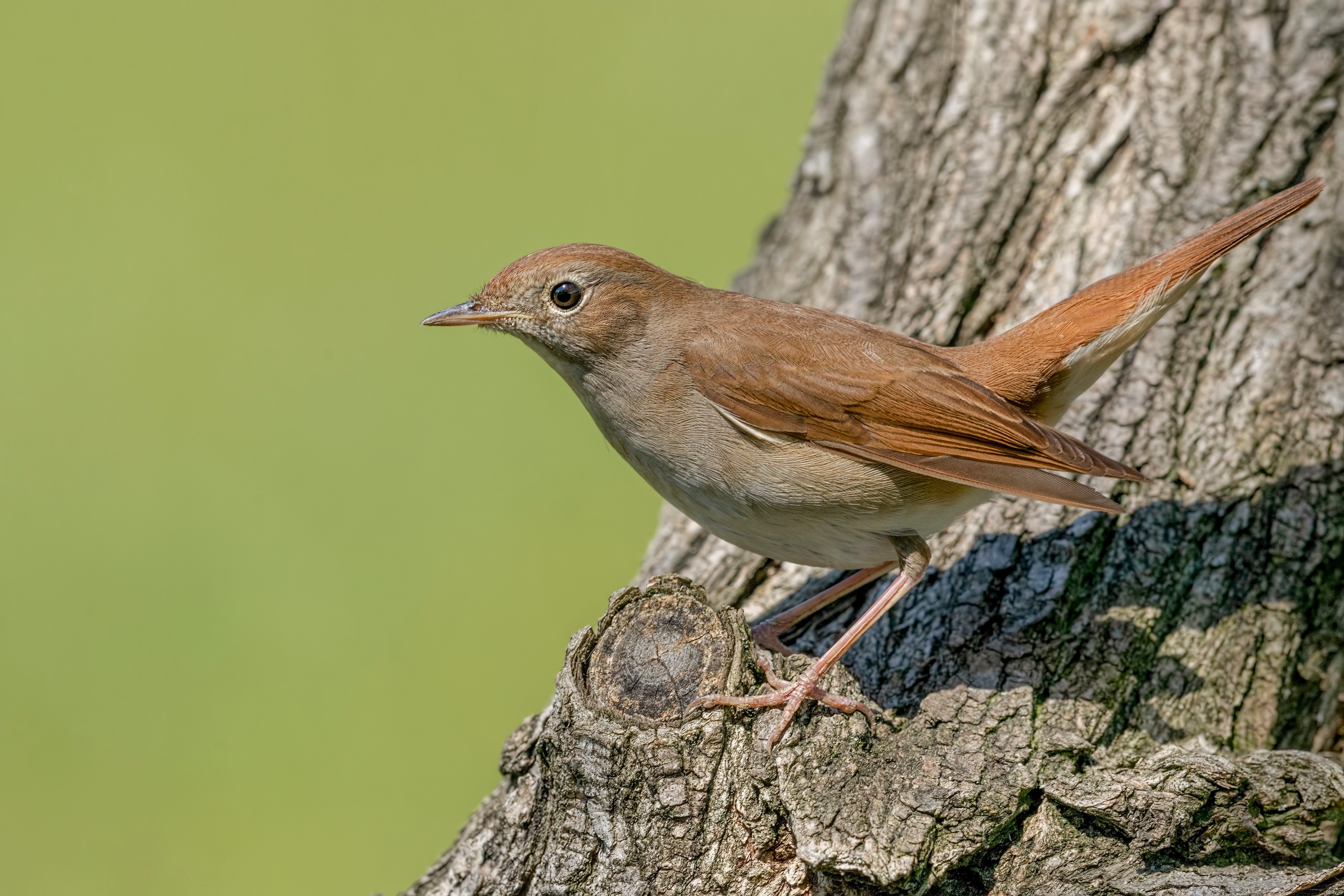 Common Nightingale perched on a tree branch HD Wallpaper