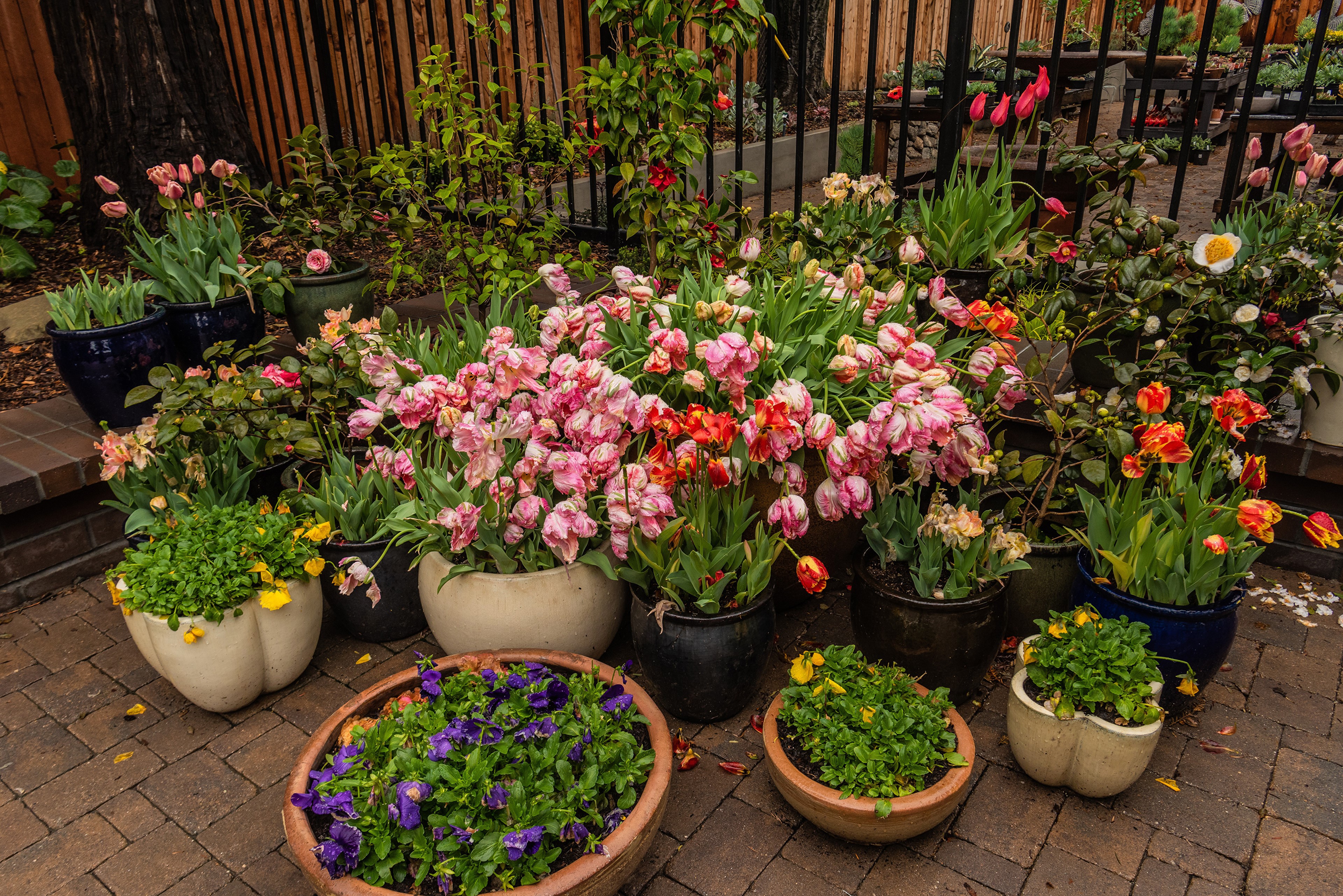 Many Tulips in Flowerpots HD Wallpaper