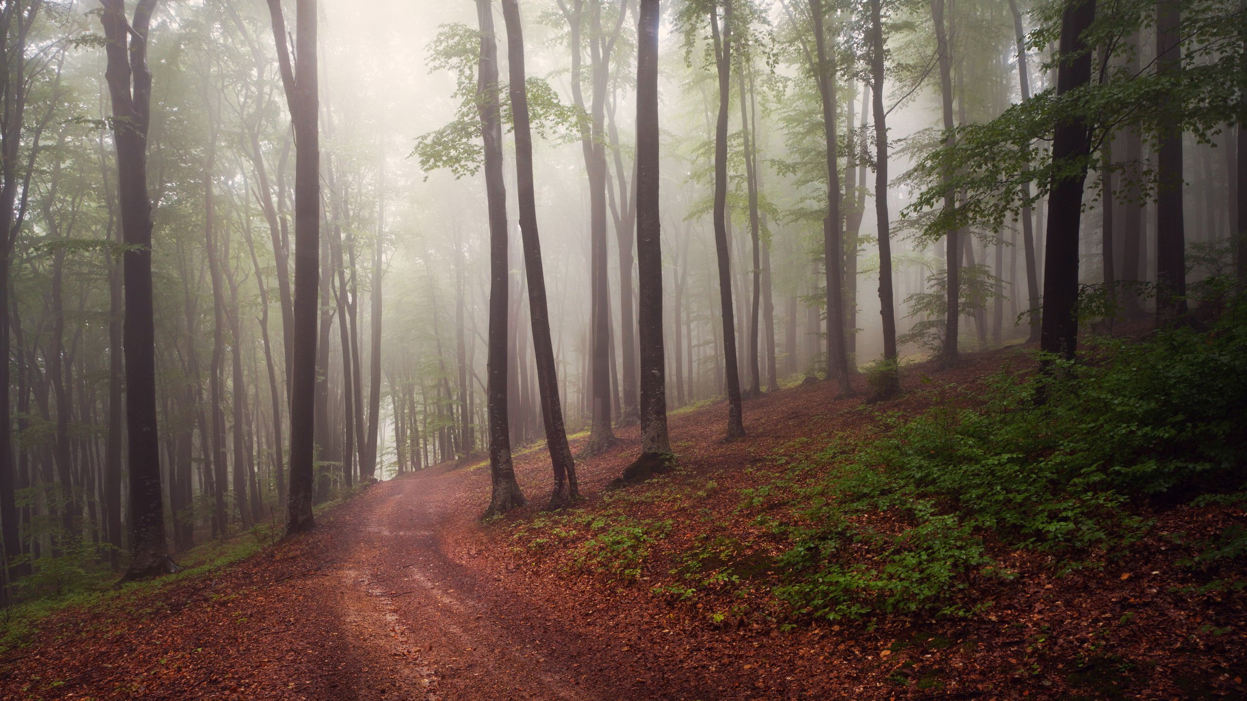 Misty forest path with fallen leaves HD Wallpaper