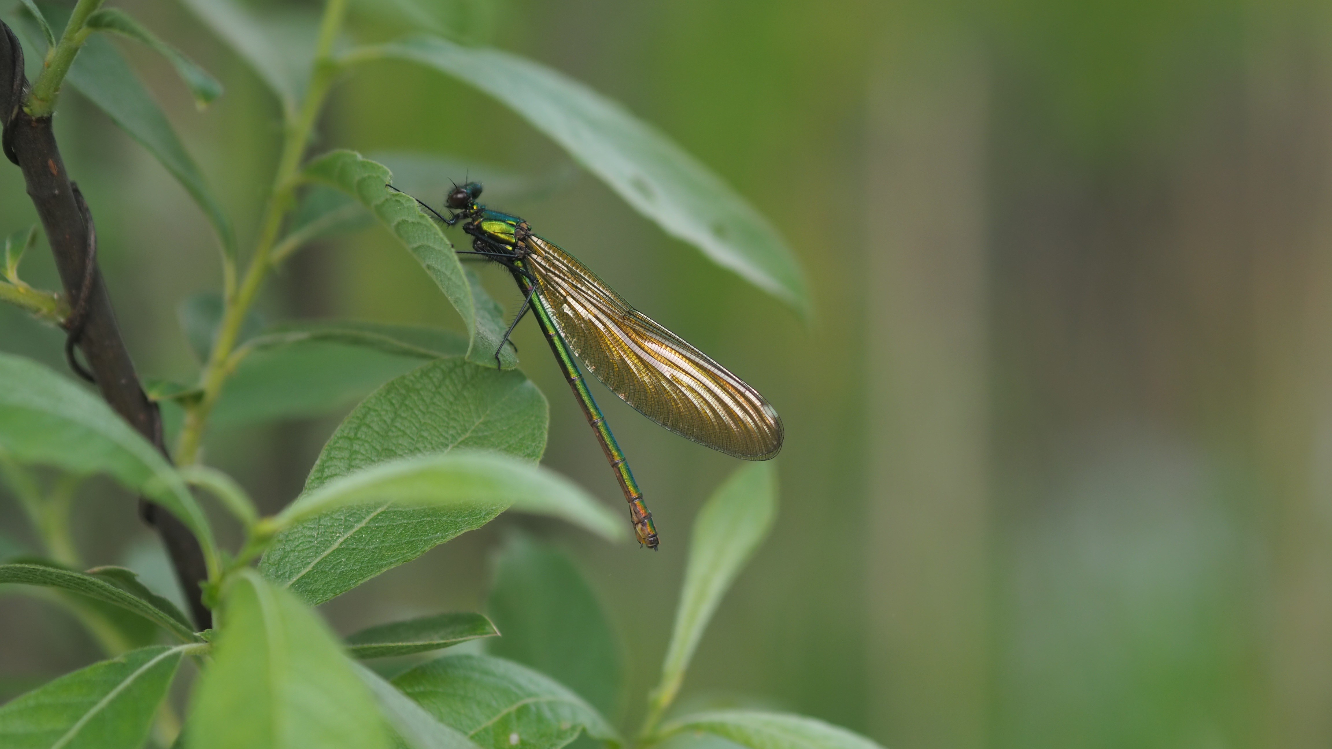 Calopteryx virgo dragonfly on foliage HD Wallpaper