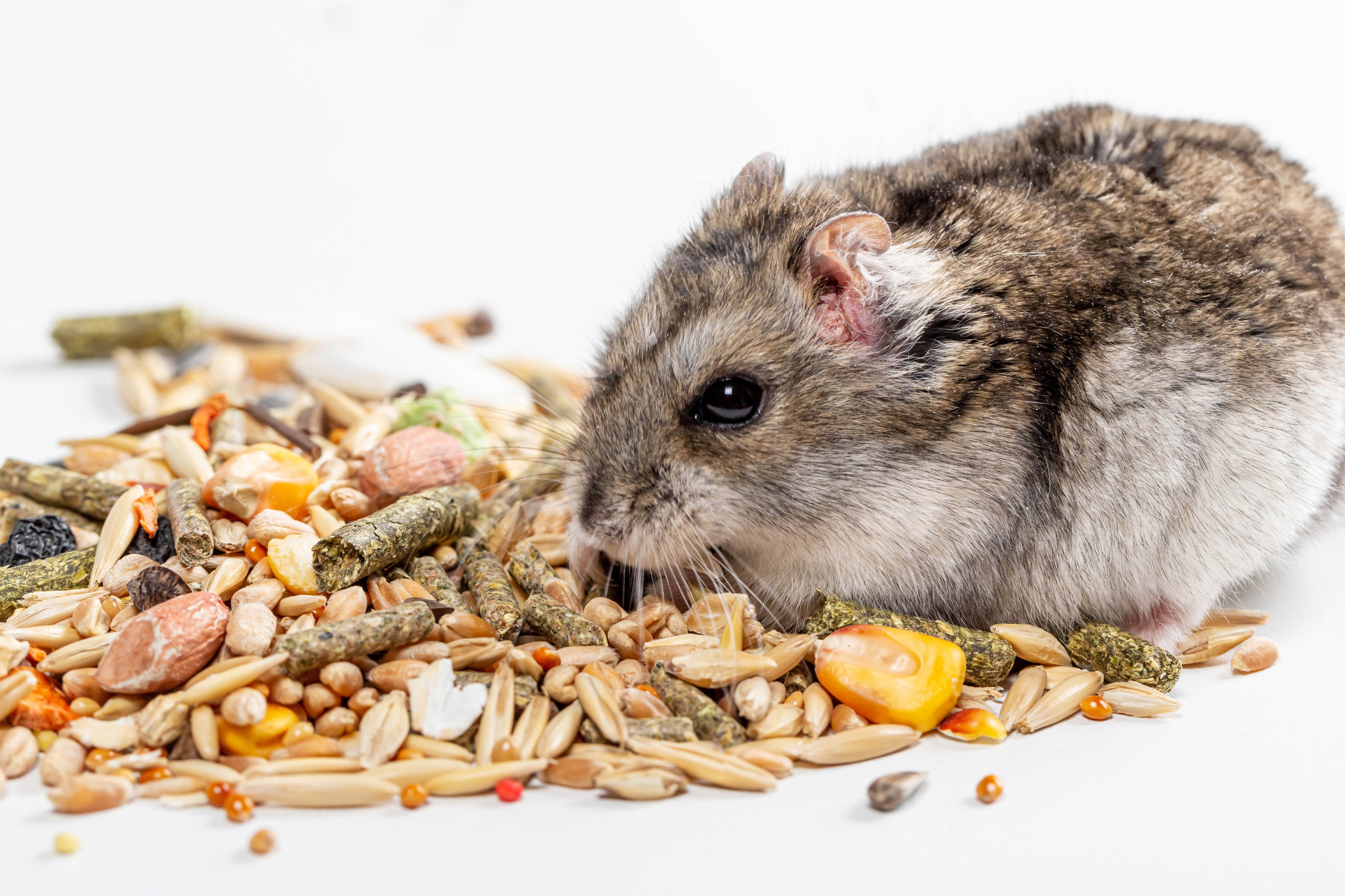Hamster eating food on a white background HD Wallpaper