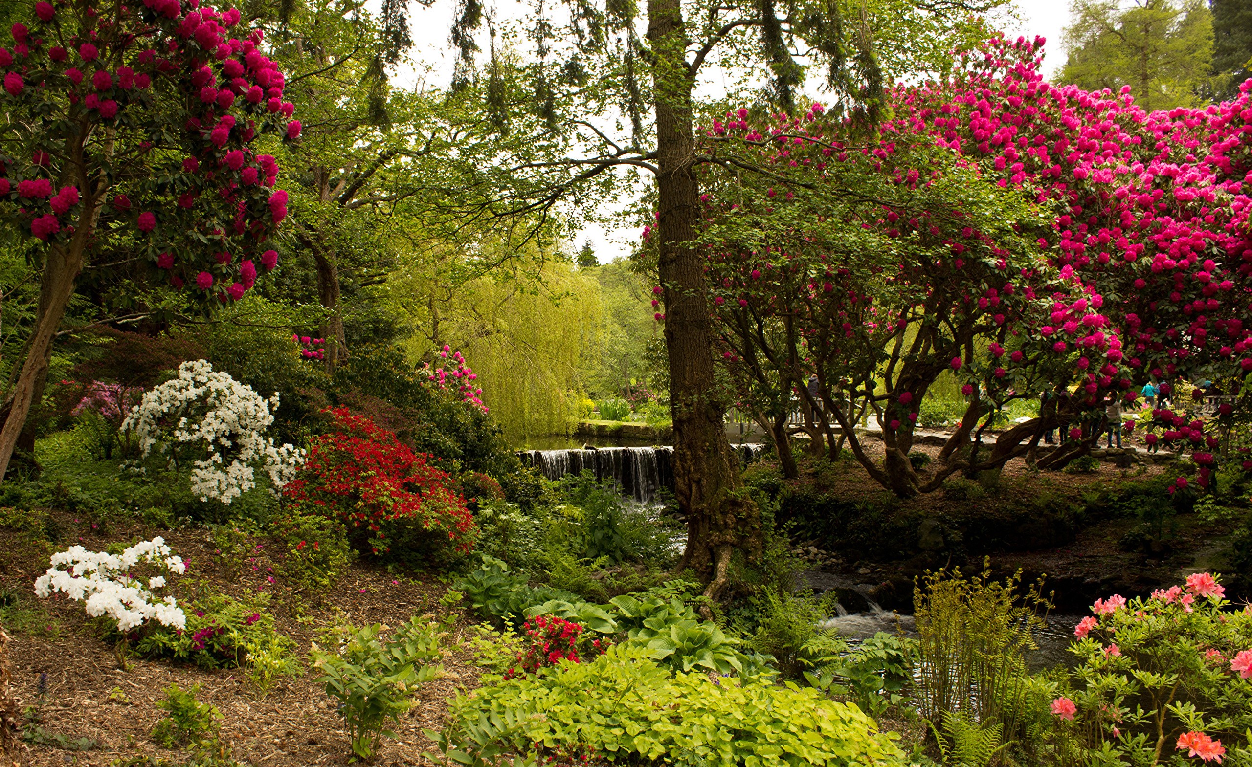 Bodnant Garden, United Kingdom, with blooming rhododendrons and a waterfall HD Wallpaper