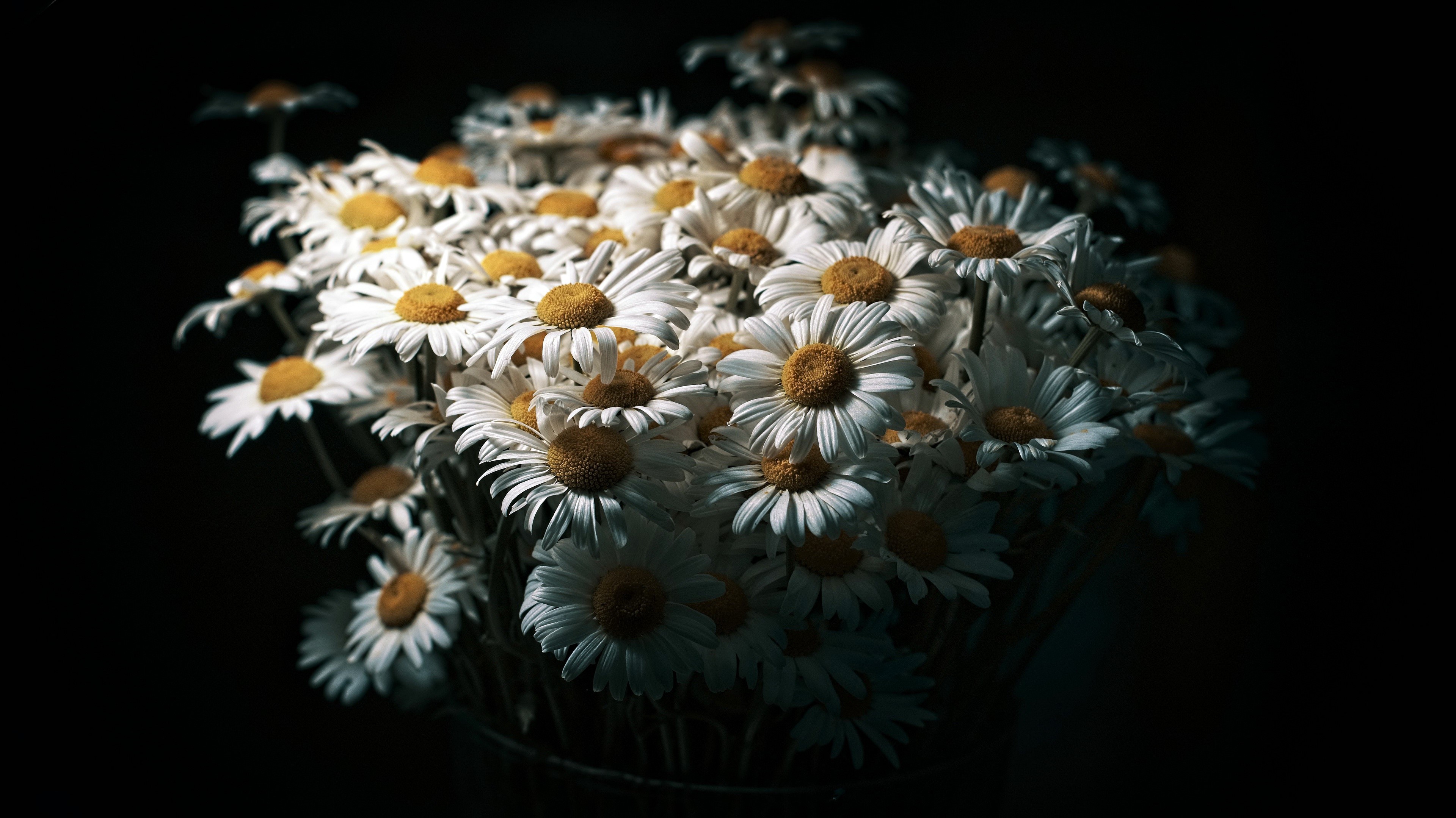 4K bouquet of white daisies on black background HD Wallpaper