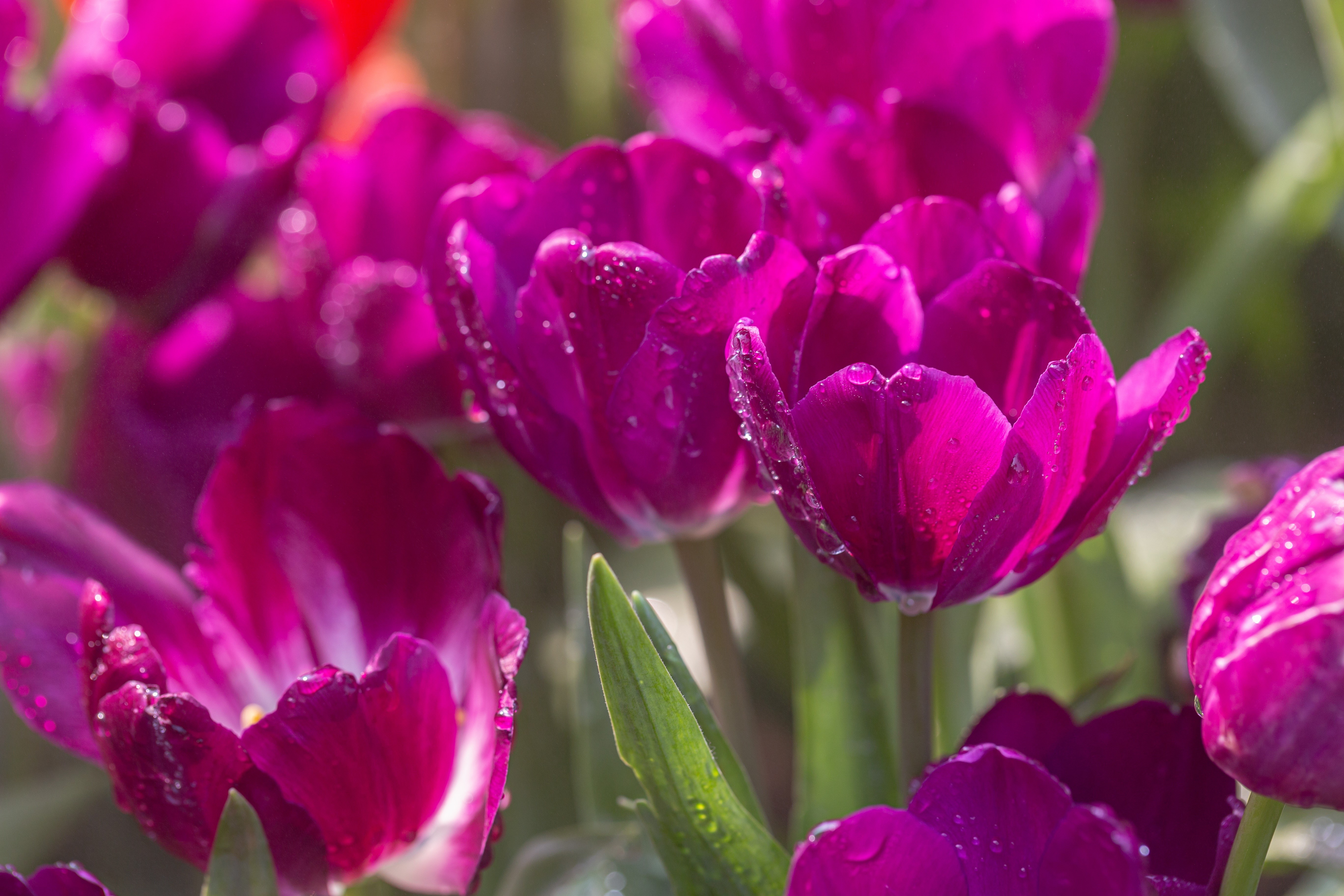 Purple Tulips with Water Drops HD Wallpaper