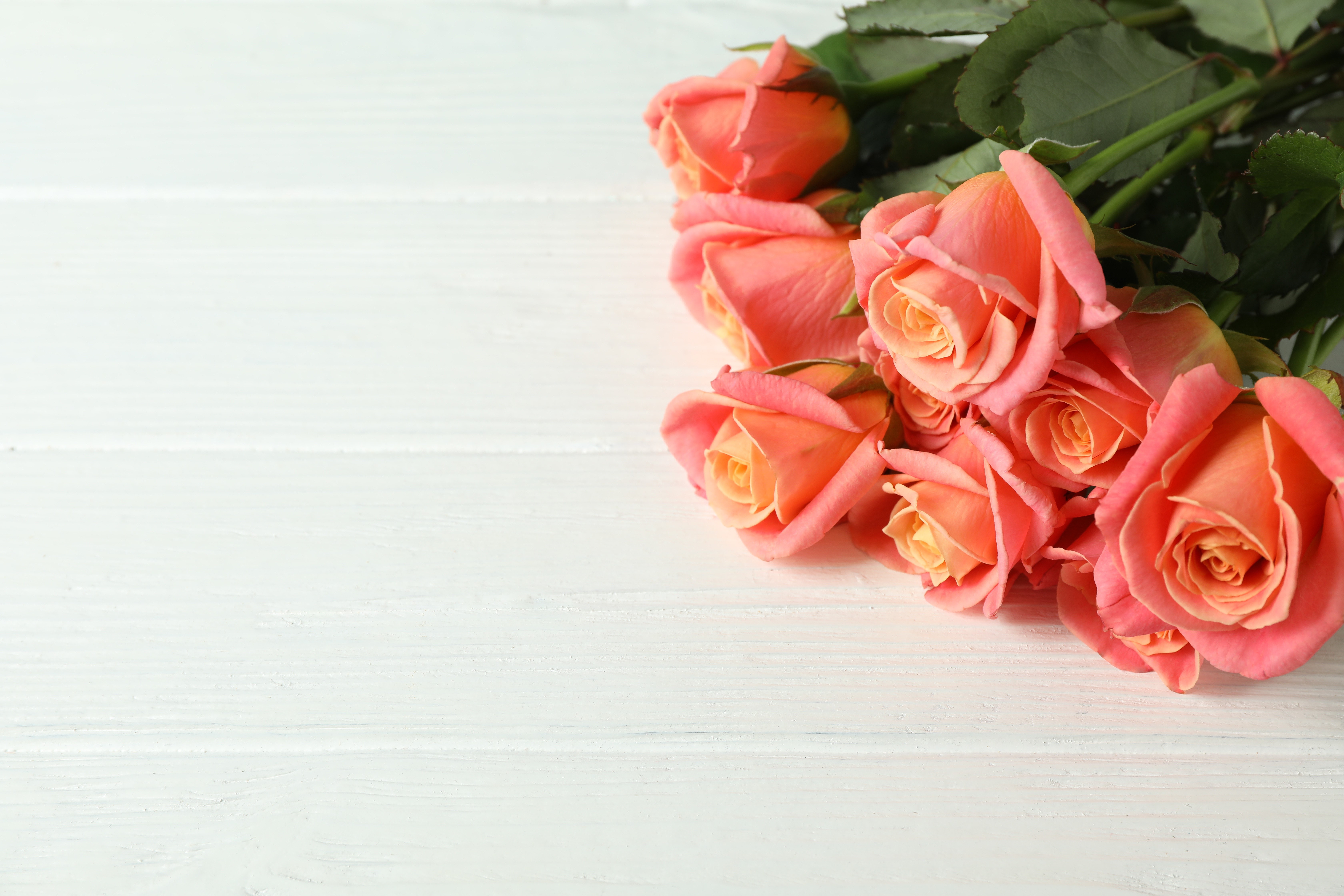Pink roses bouquet on white wooden planks HD Wallpaper