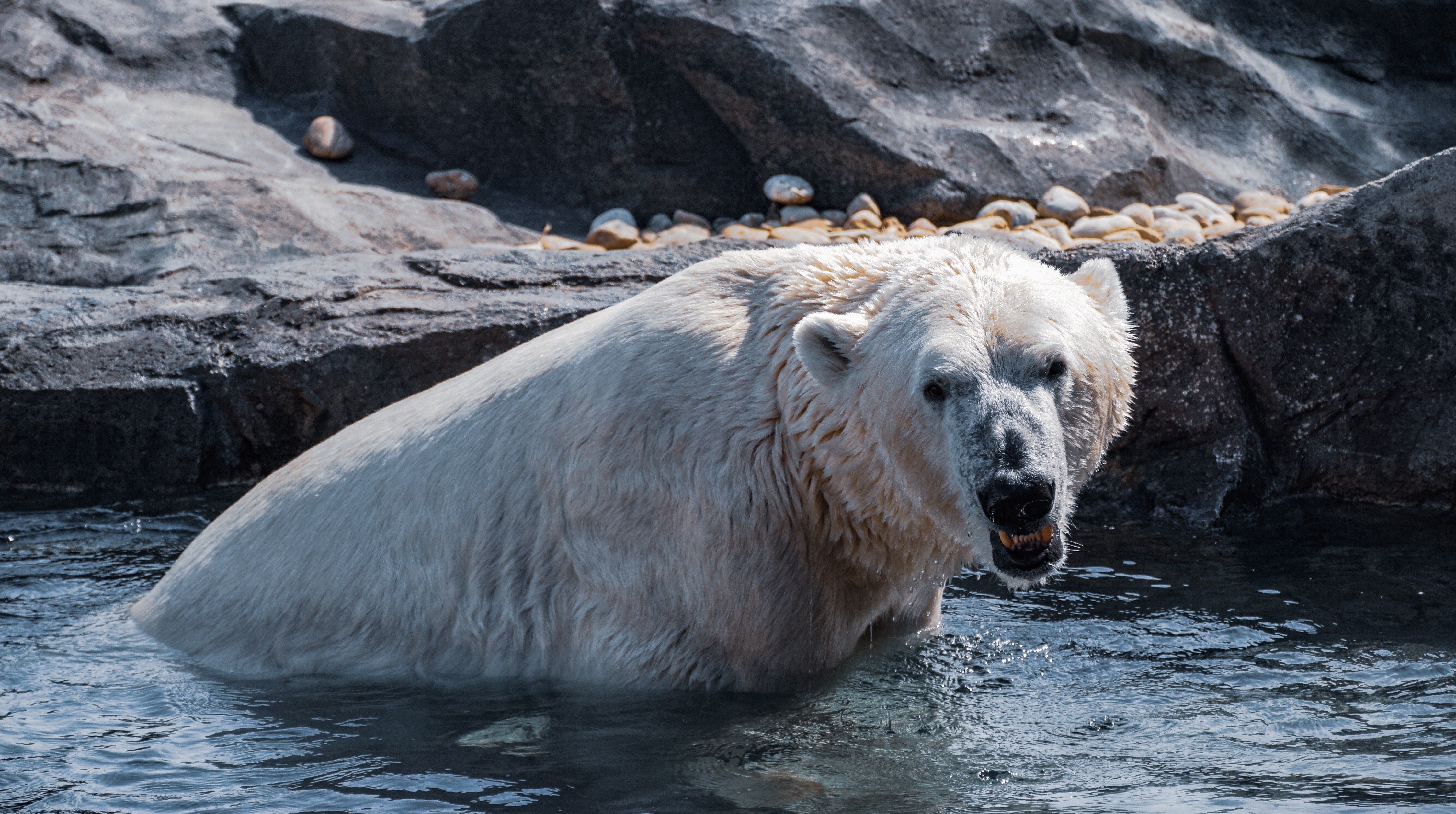 Polar bear in water near rocks HD Wallpaper