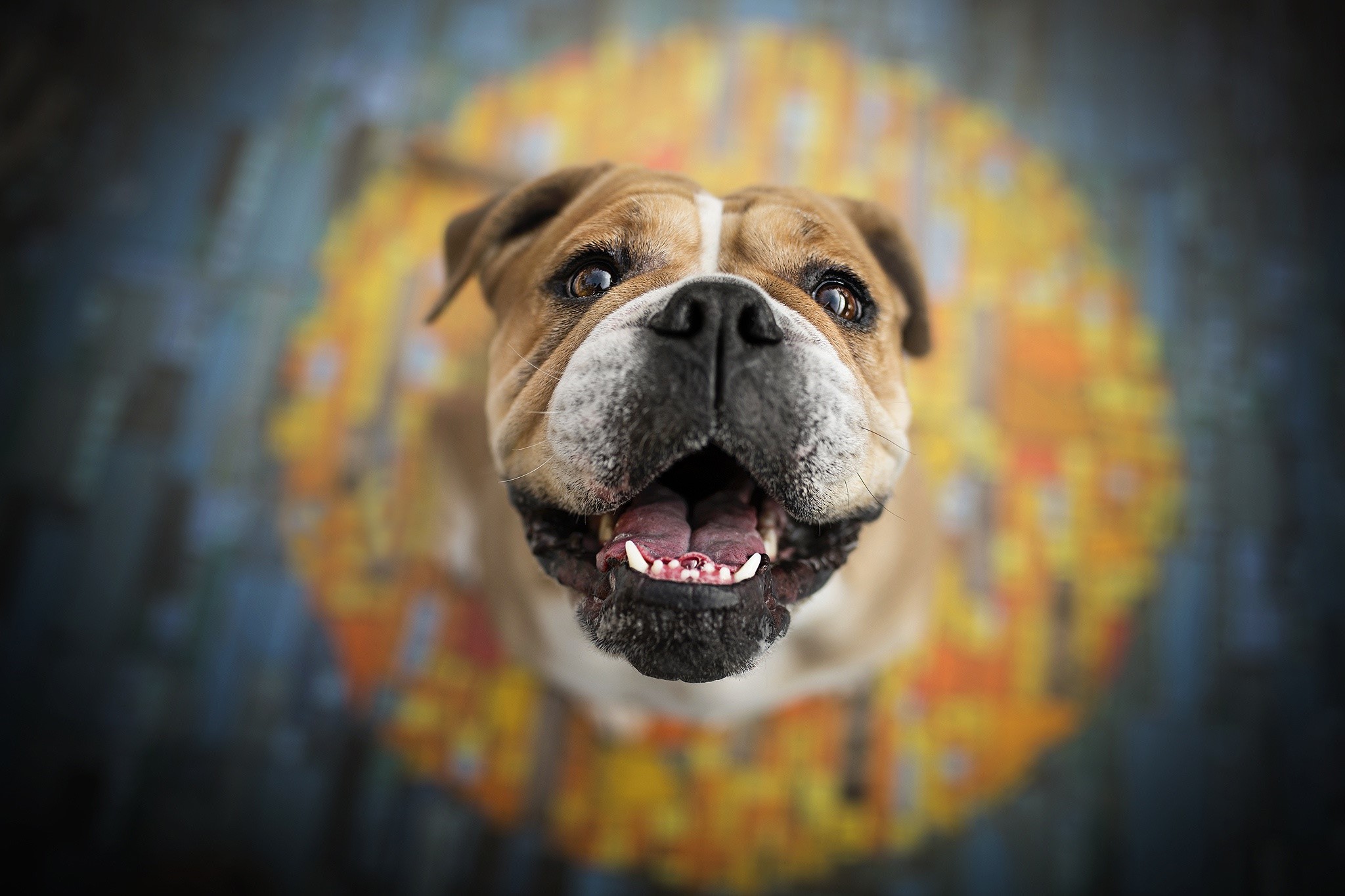 English Bulldog looking up with mouth open HD Wallpaper