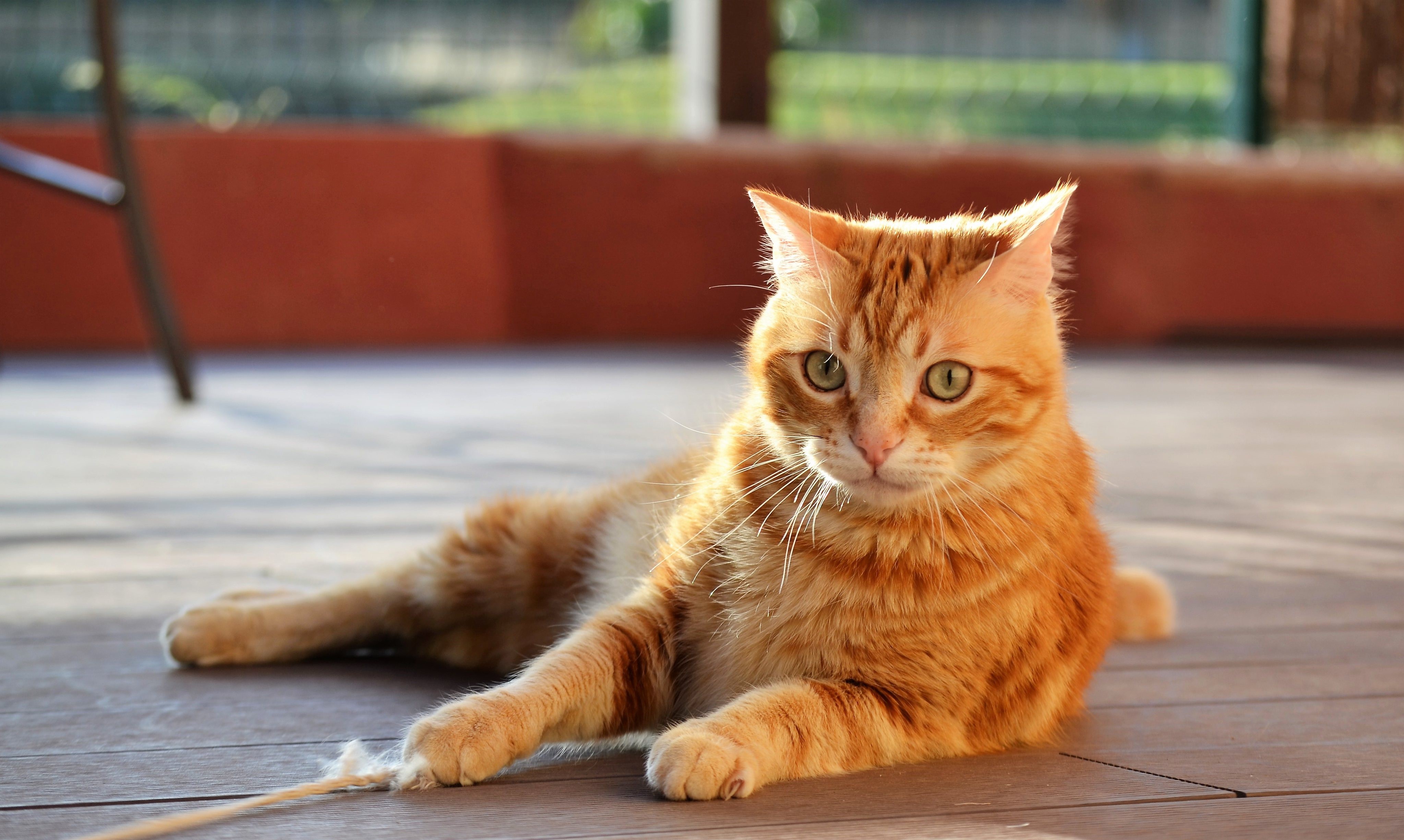 Ginger cat lying on wooden floor HD Wallpaper