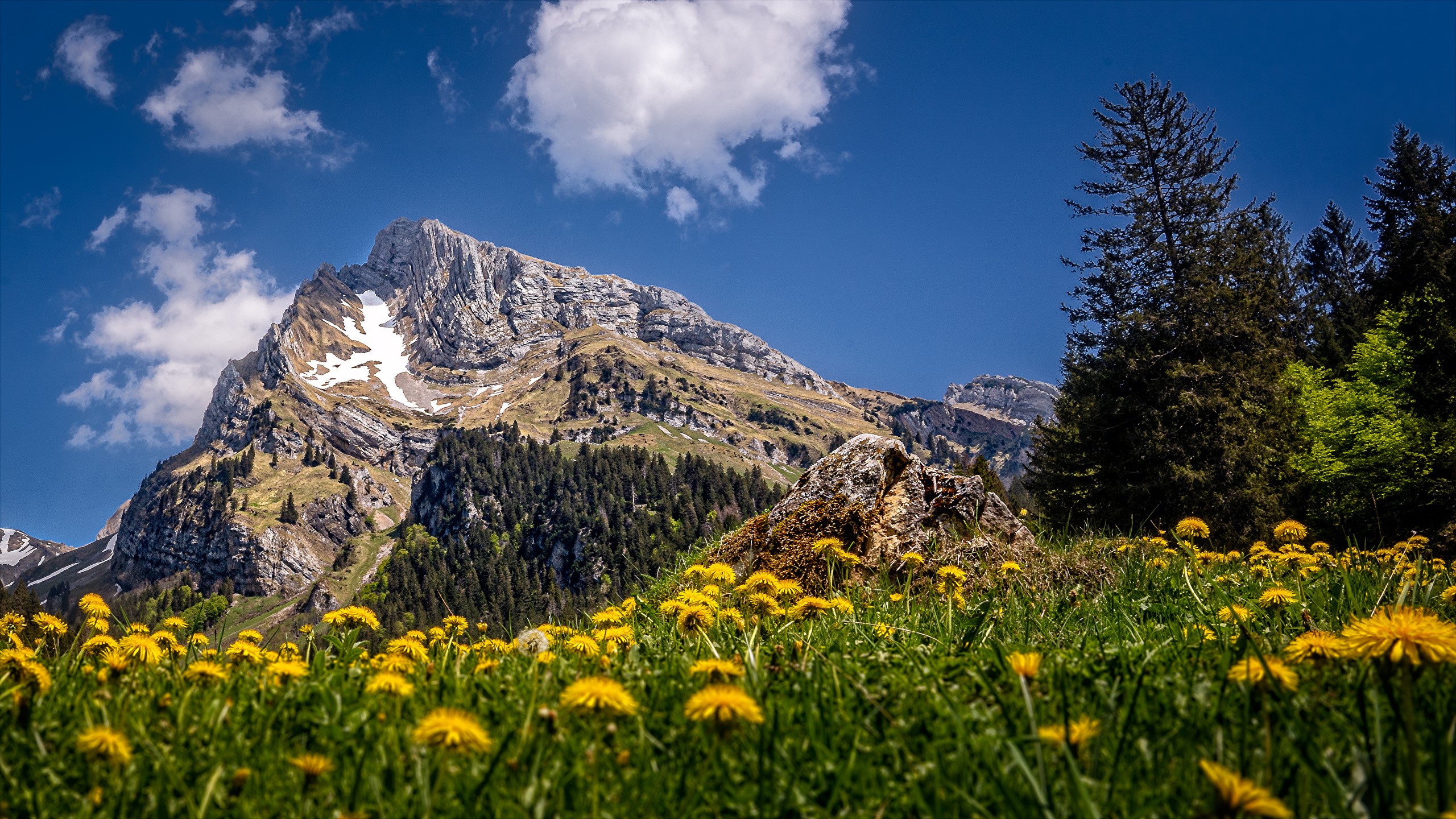 Mountain landscape with dandelions and trees in Switzerland HD Wallpaper