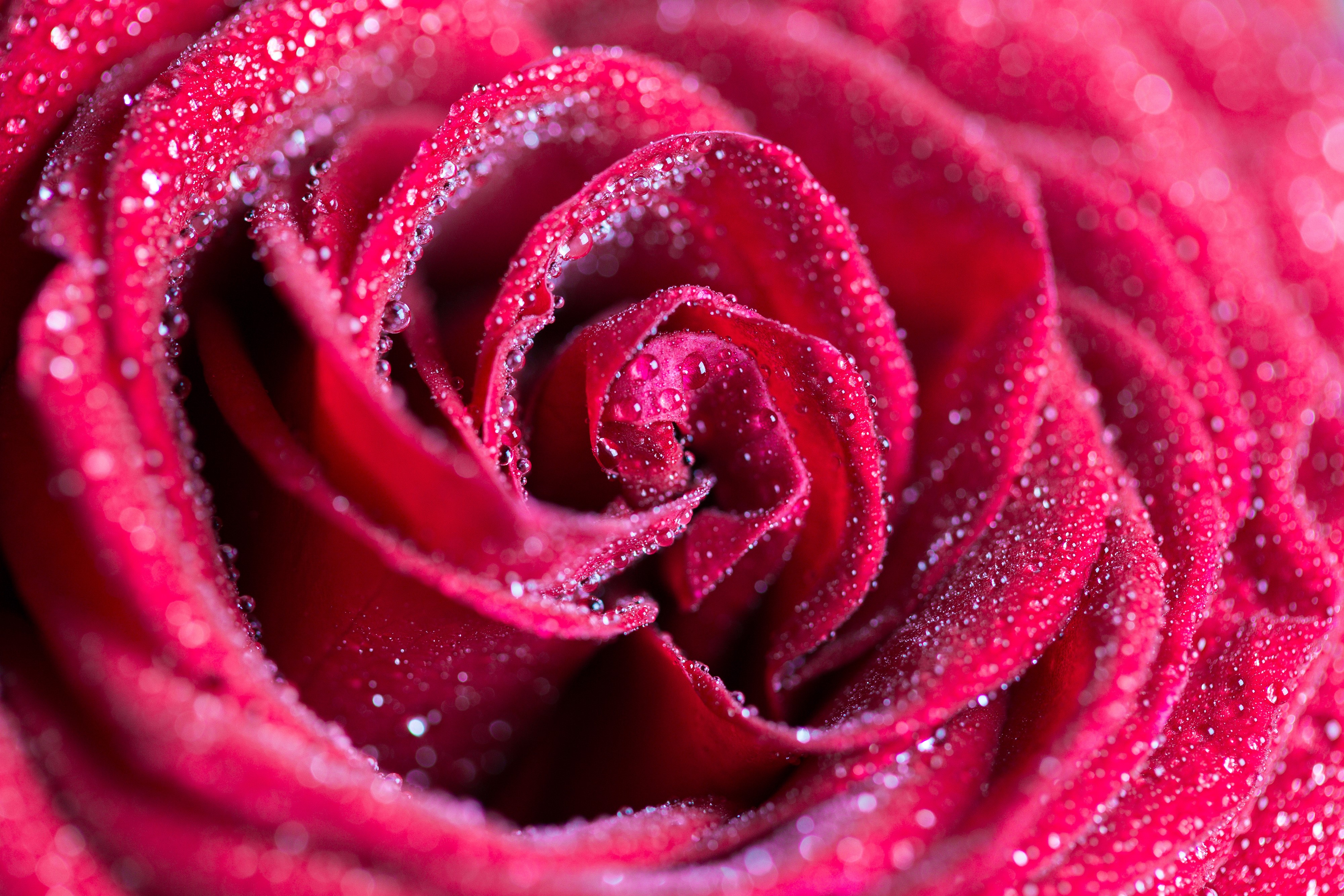 4K Closeup of Red Rose with Water Drops HD Wallpaper