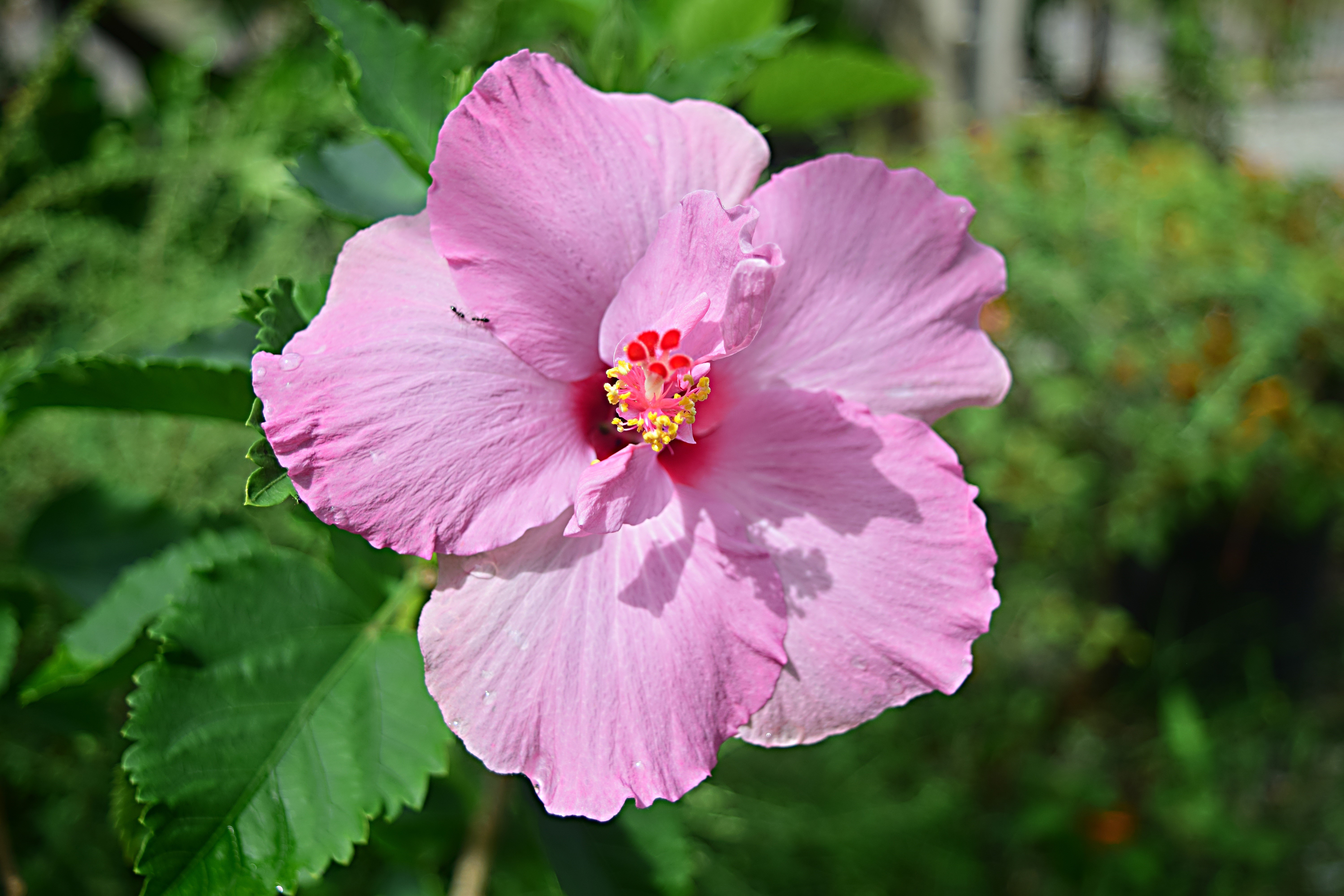 Pink Hibiscus Flower HD Wallpaper