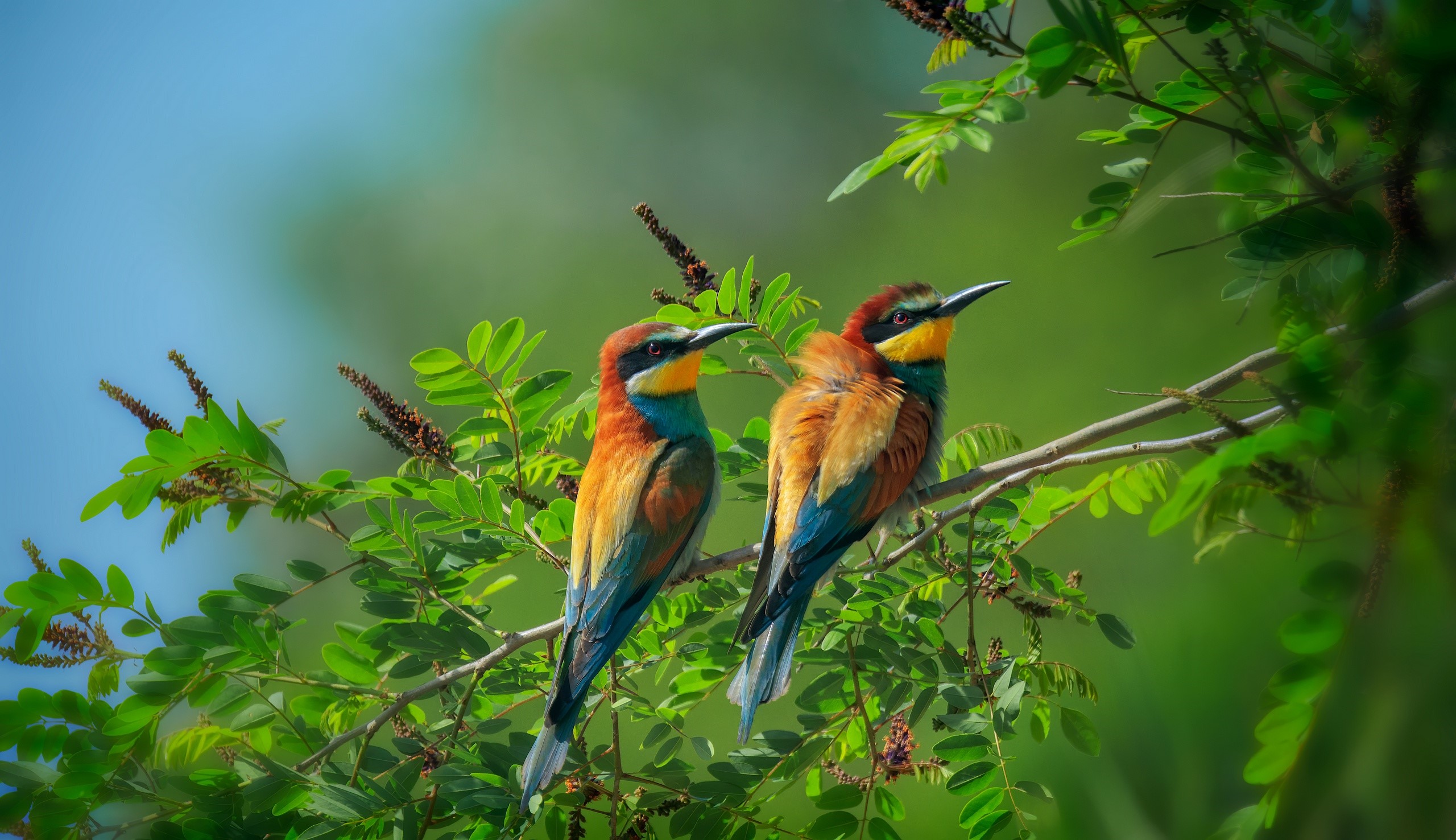 Two European Bee-eaters perched on a branch HD Wallpaper