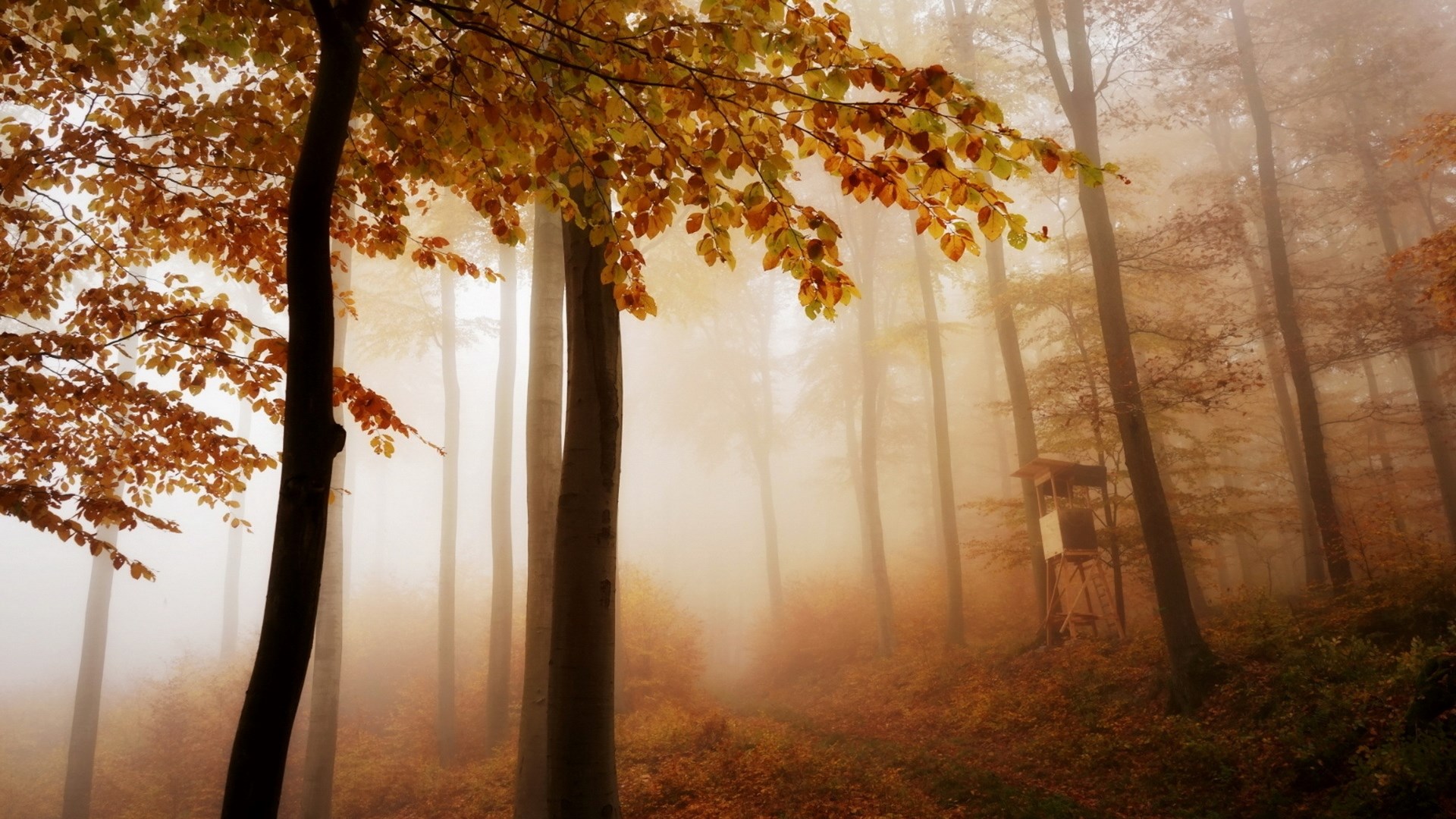 Misty Autumn Forest with Hunting Stand HD Wallpaper