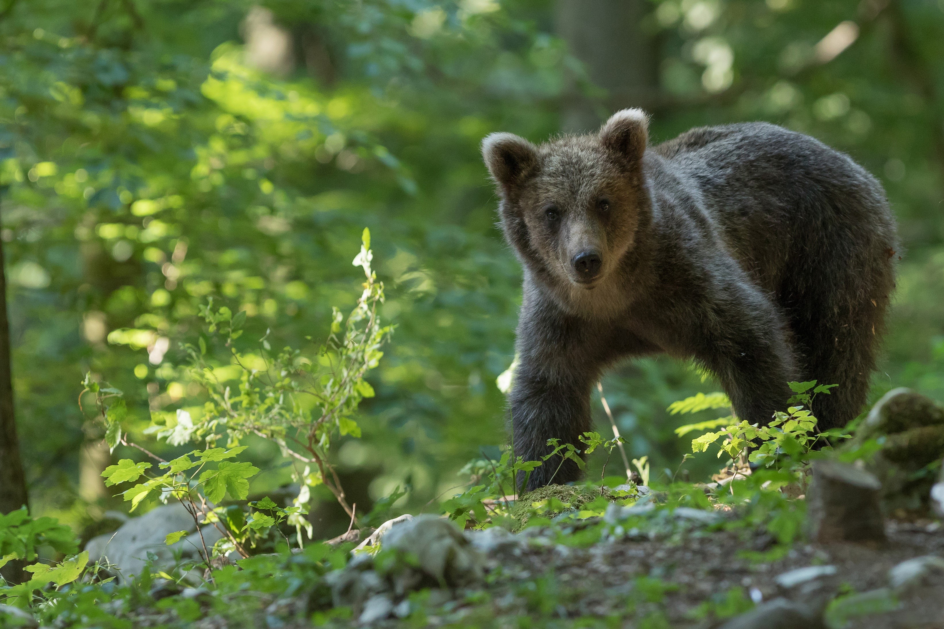 Brown bear cub in a forest HD Wallpaper
