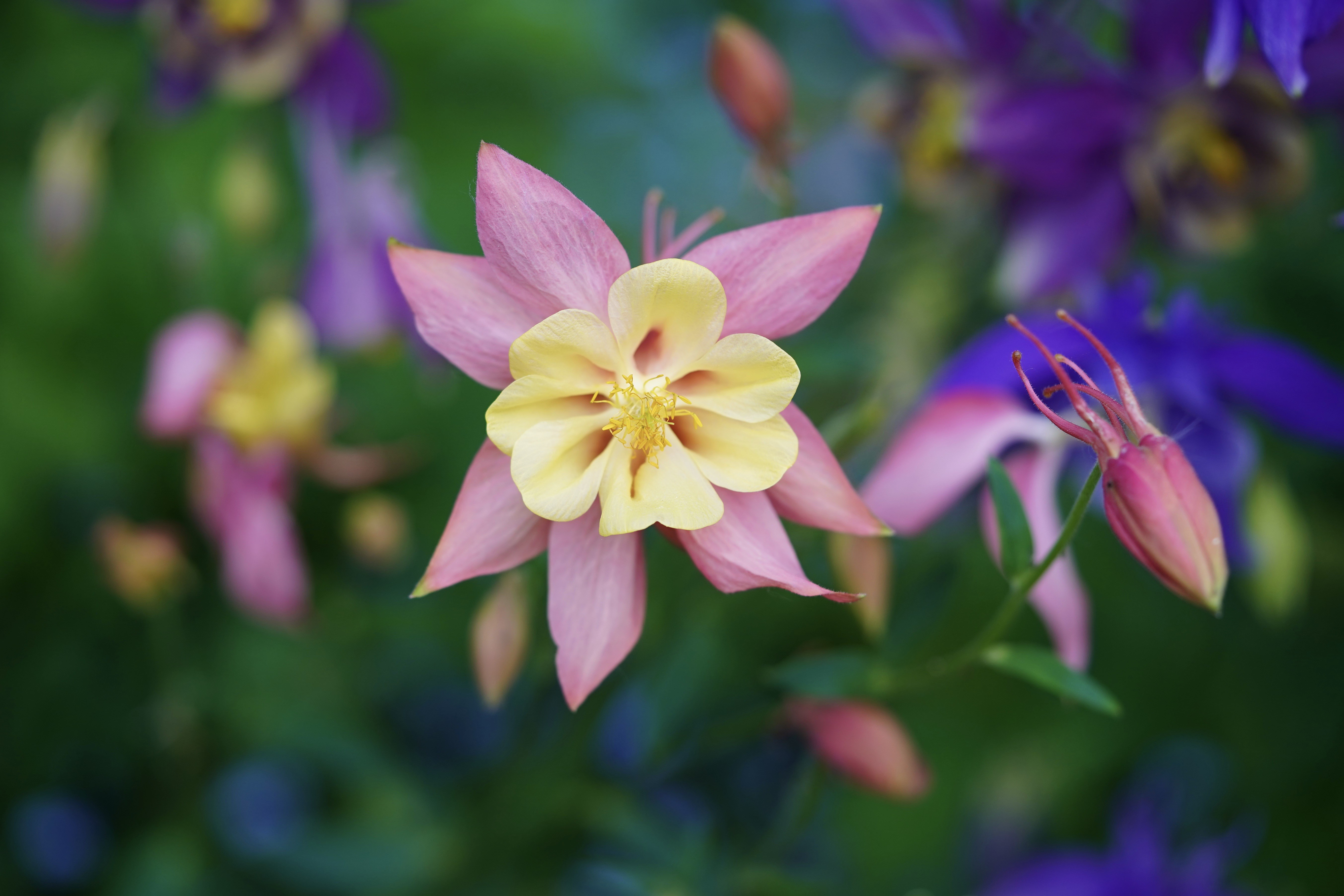 Columbine Aquilegia flower closeup HD Wallpaper