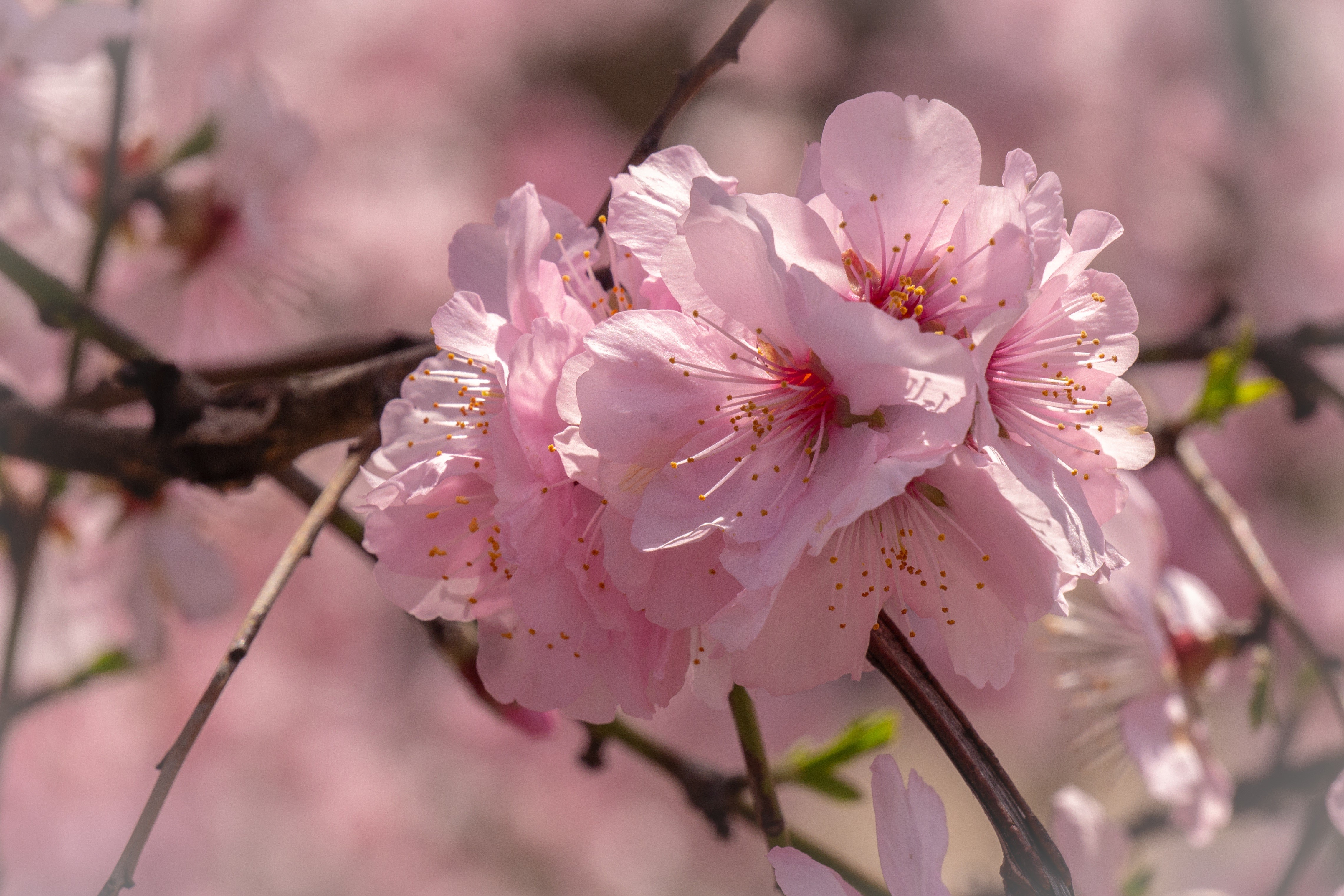 4K Closeup of Pink Cherry Blossoms HD Wallpaper