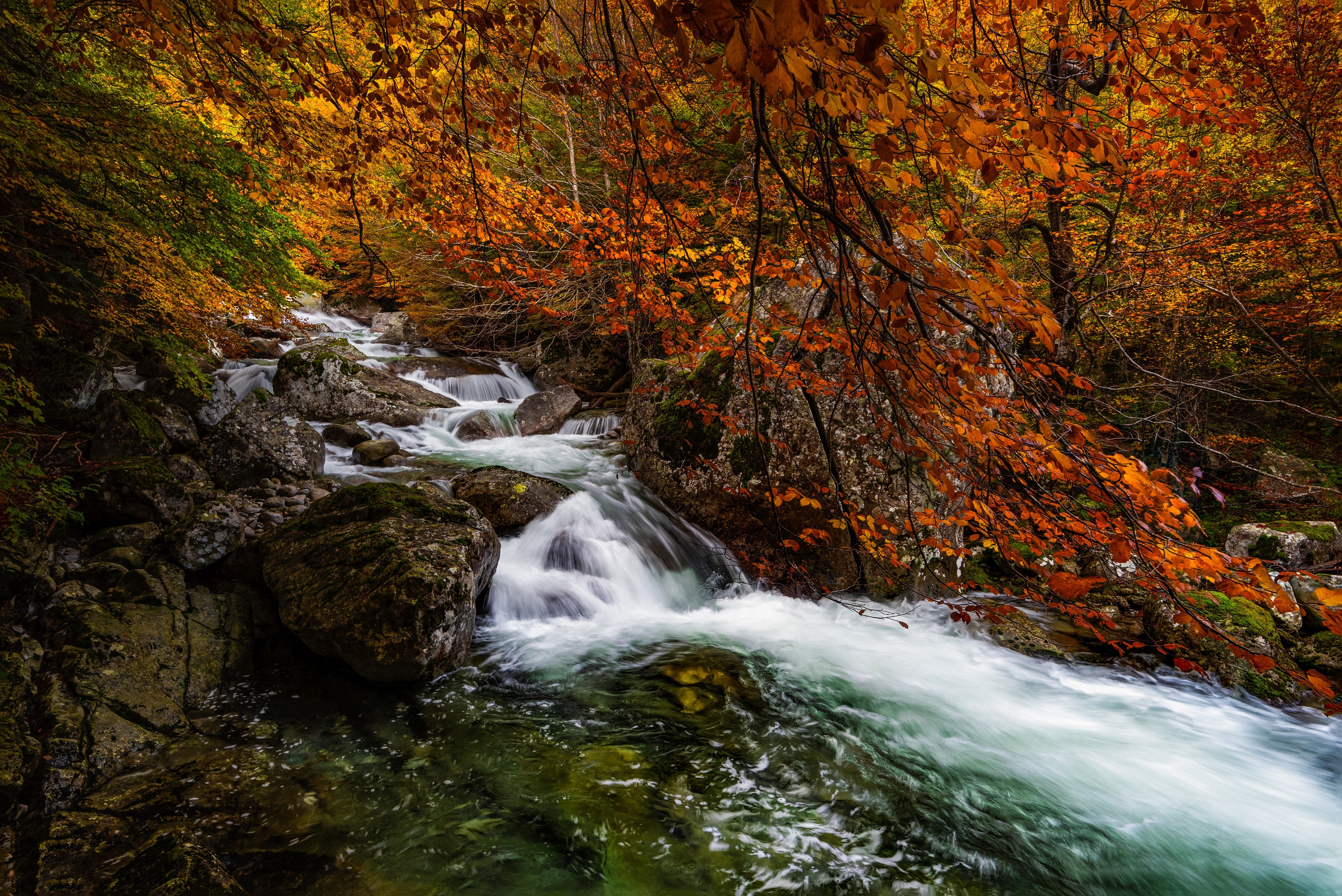 Autumn forest with Salenques River in Posets-Maladeta Natural Park, Aragon, Spain HD Wallpaper