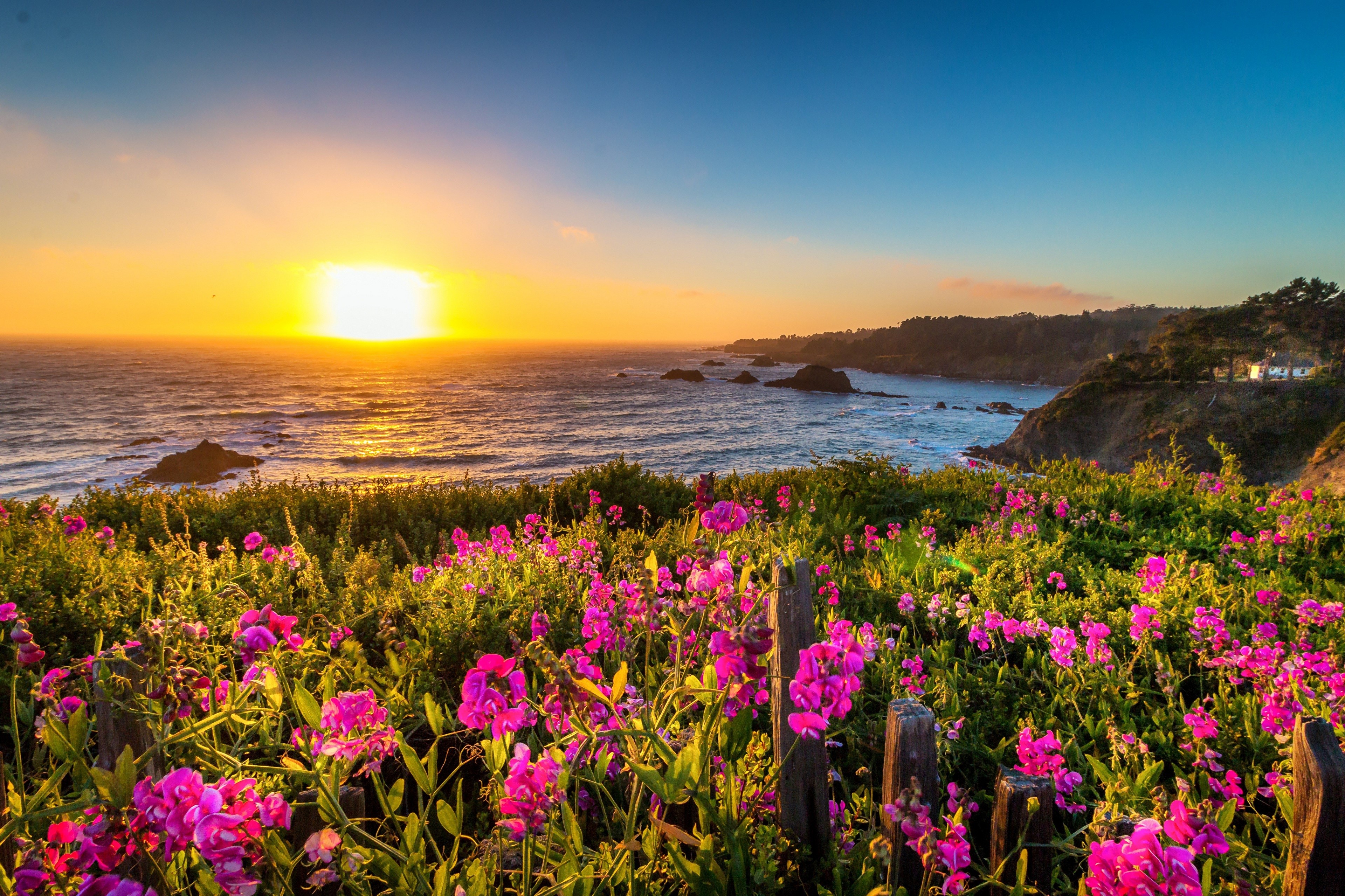 4K California Coast Sunset with Pink Flowers HD Wallpaper