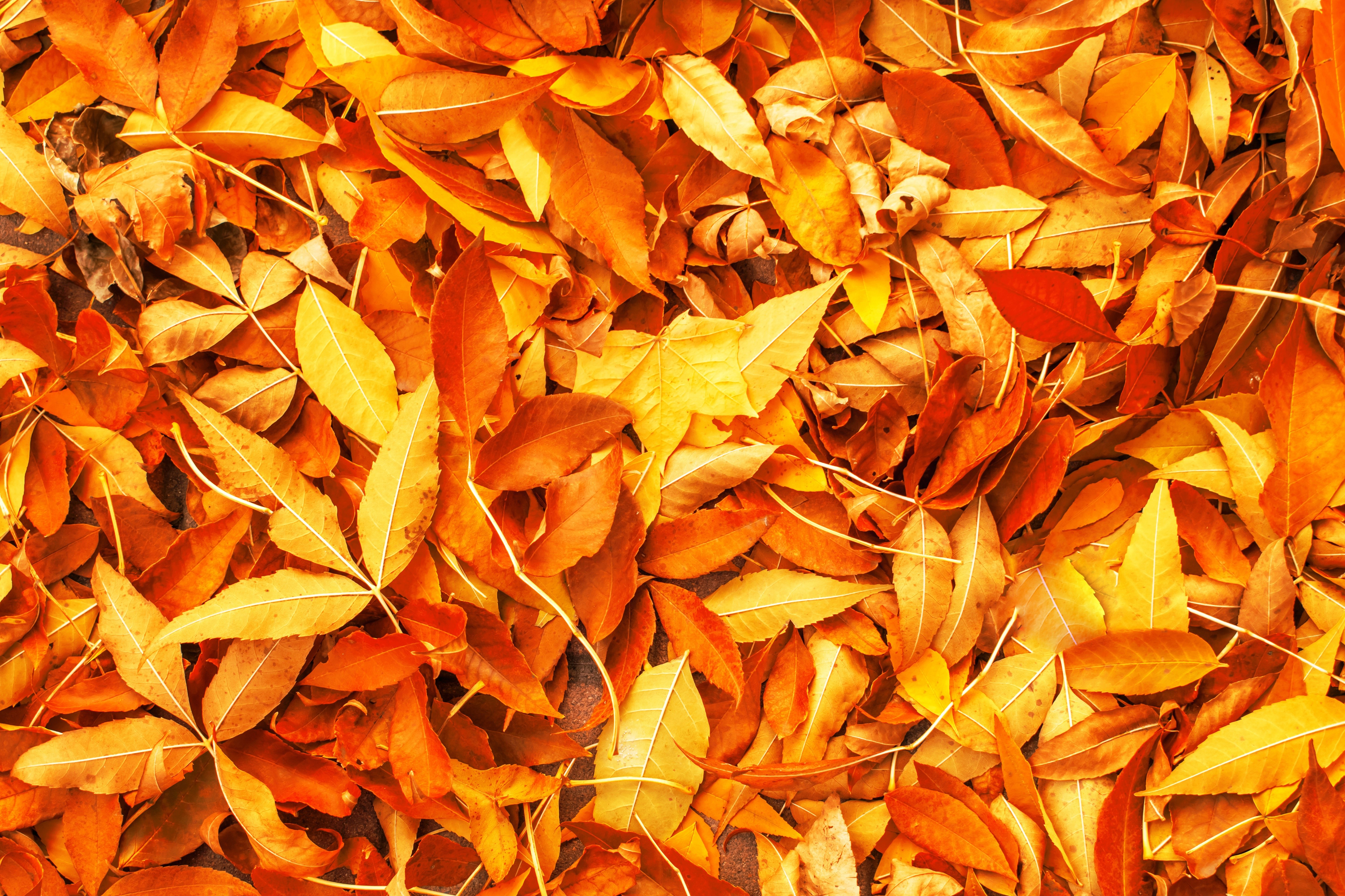 Autumn leaves texture HD Wallpaper