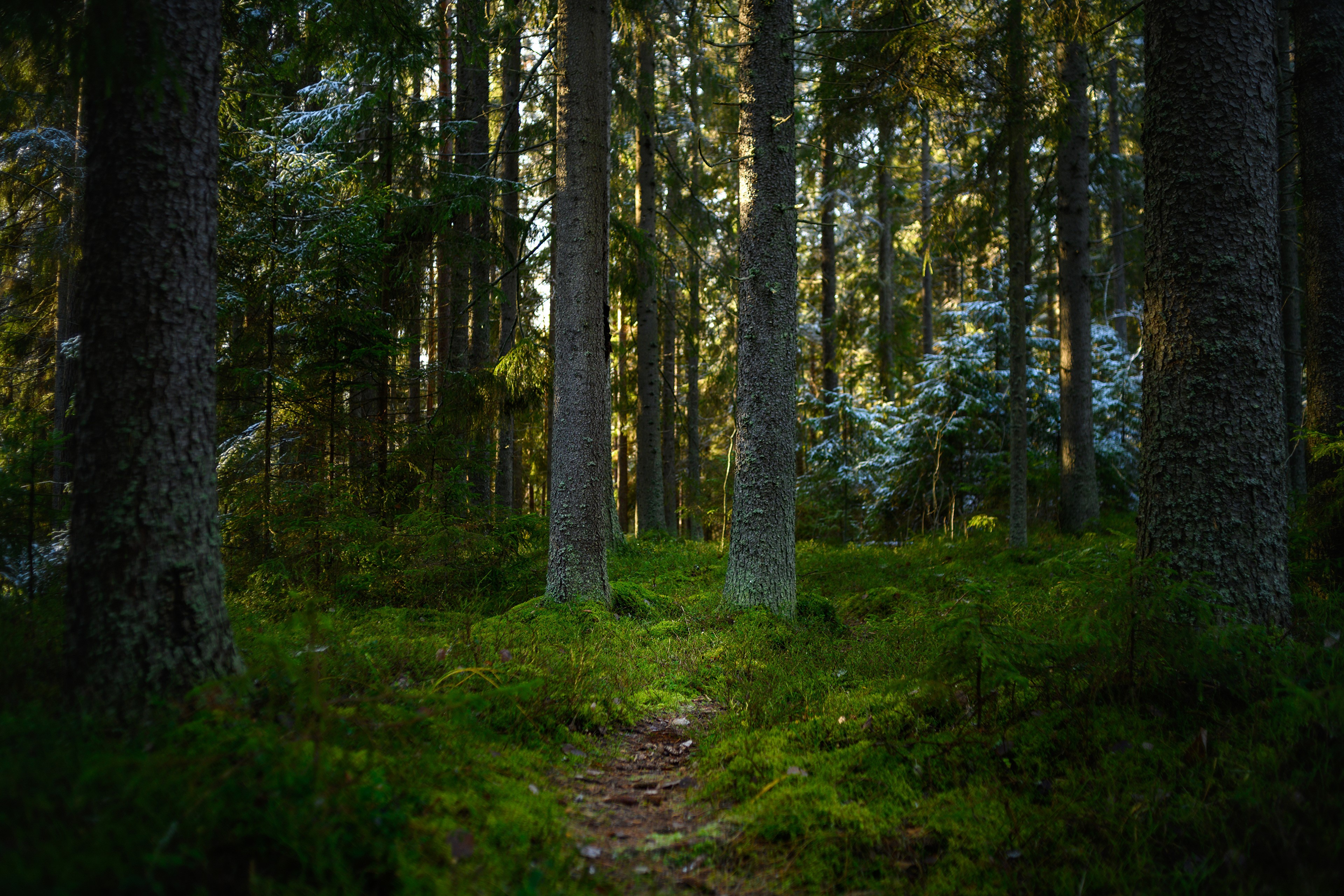 Forest trail with moss and trees in Finland HD Wallpaper