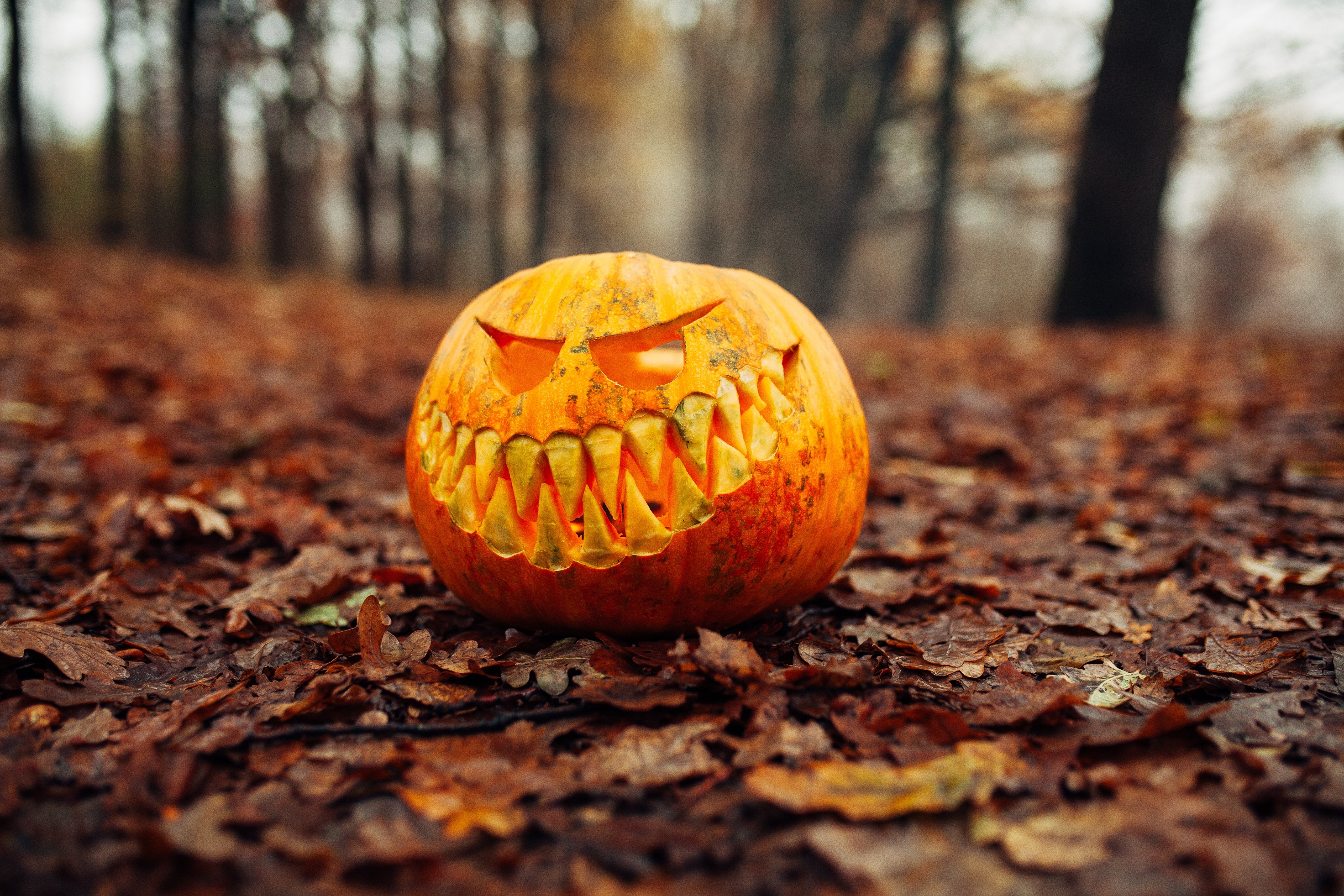 Carved Halloween Pumpkin in Autumn Forest HD Wallpaper