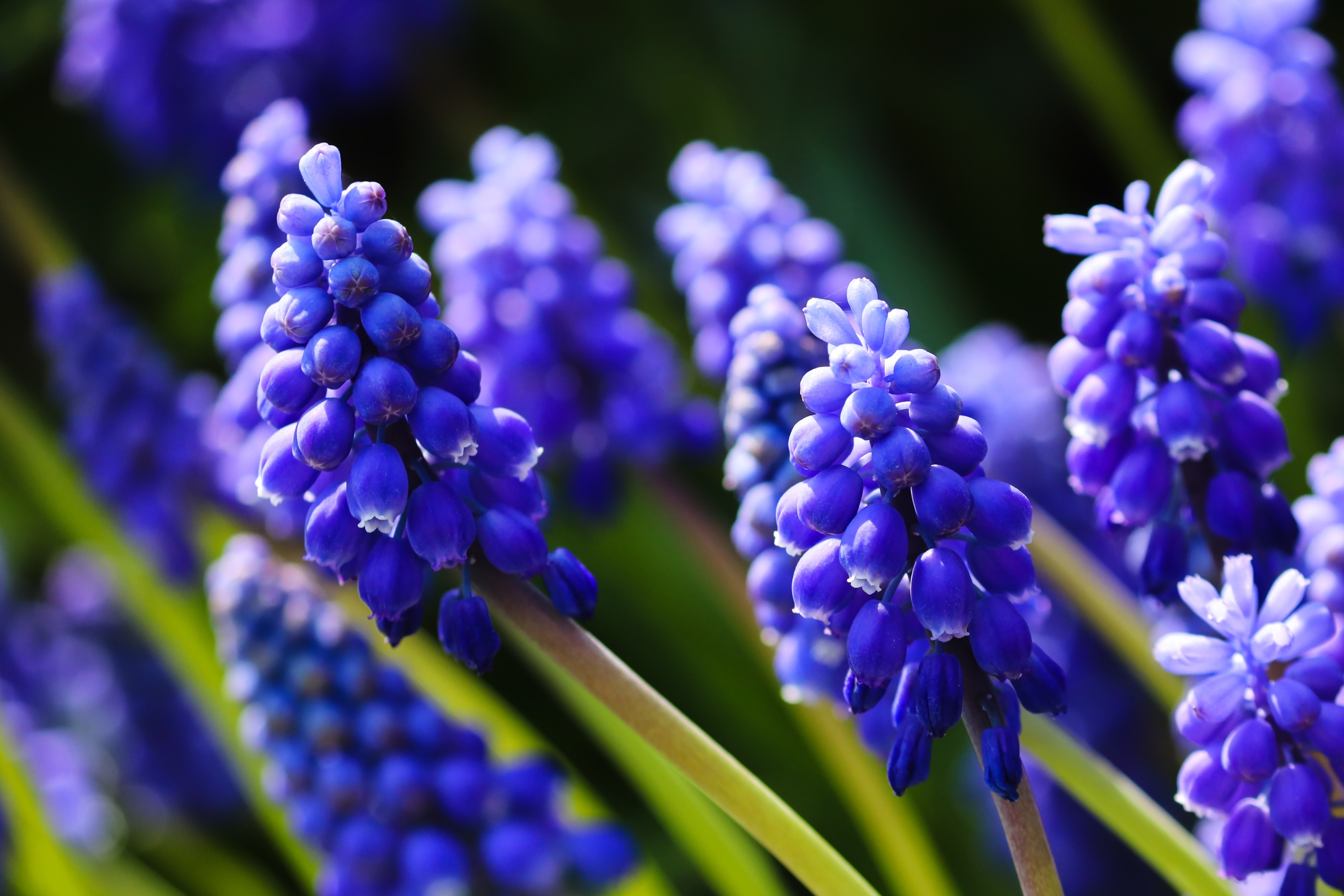 Blue Hyacinths in Close-up with Bokeh HD Wallpaper
