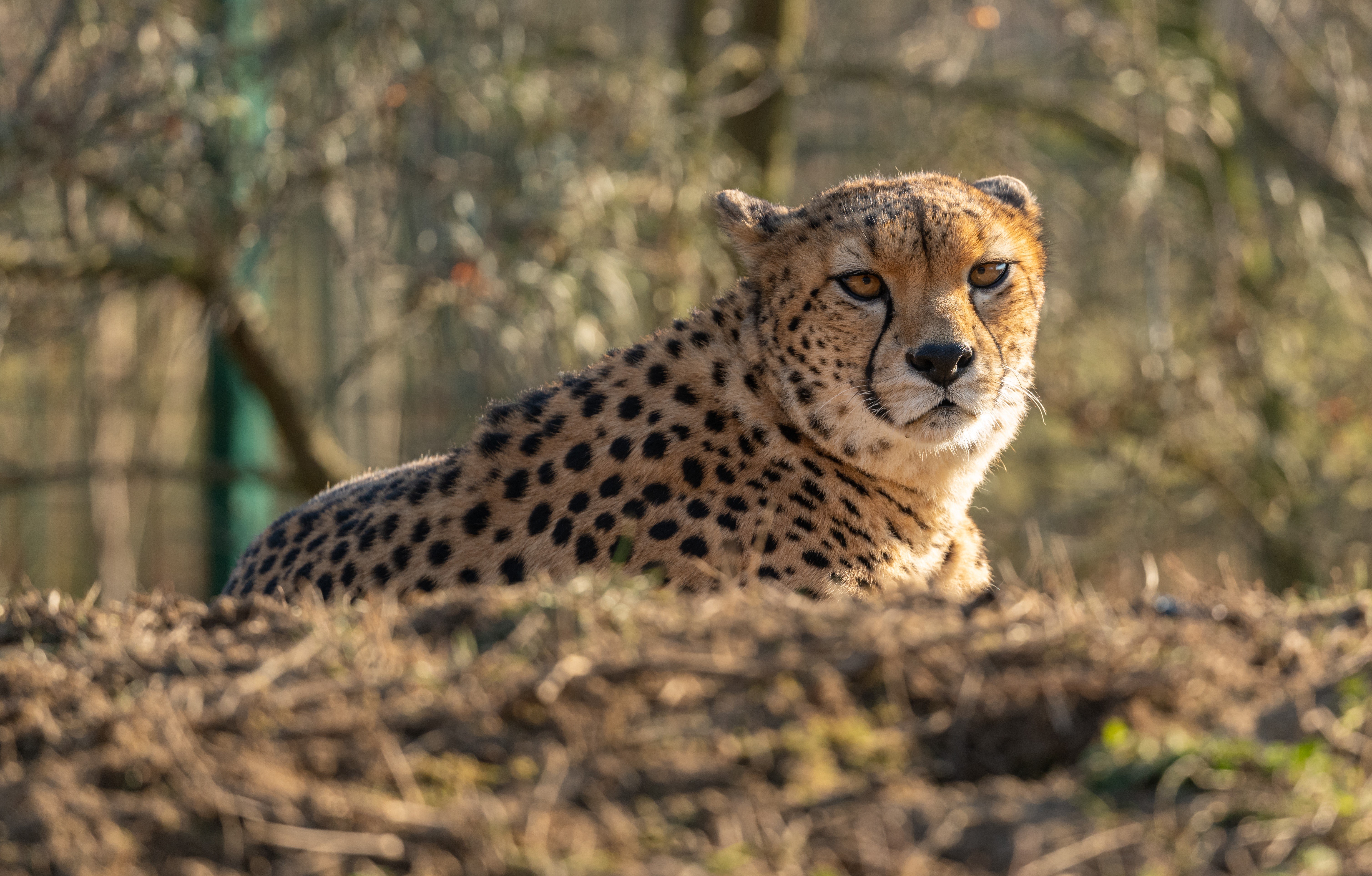Cheetah lying down in a forest HD Wallpaper