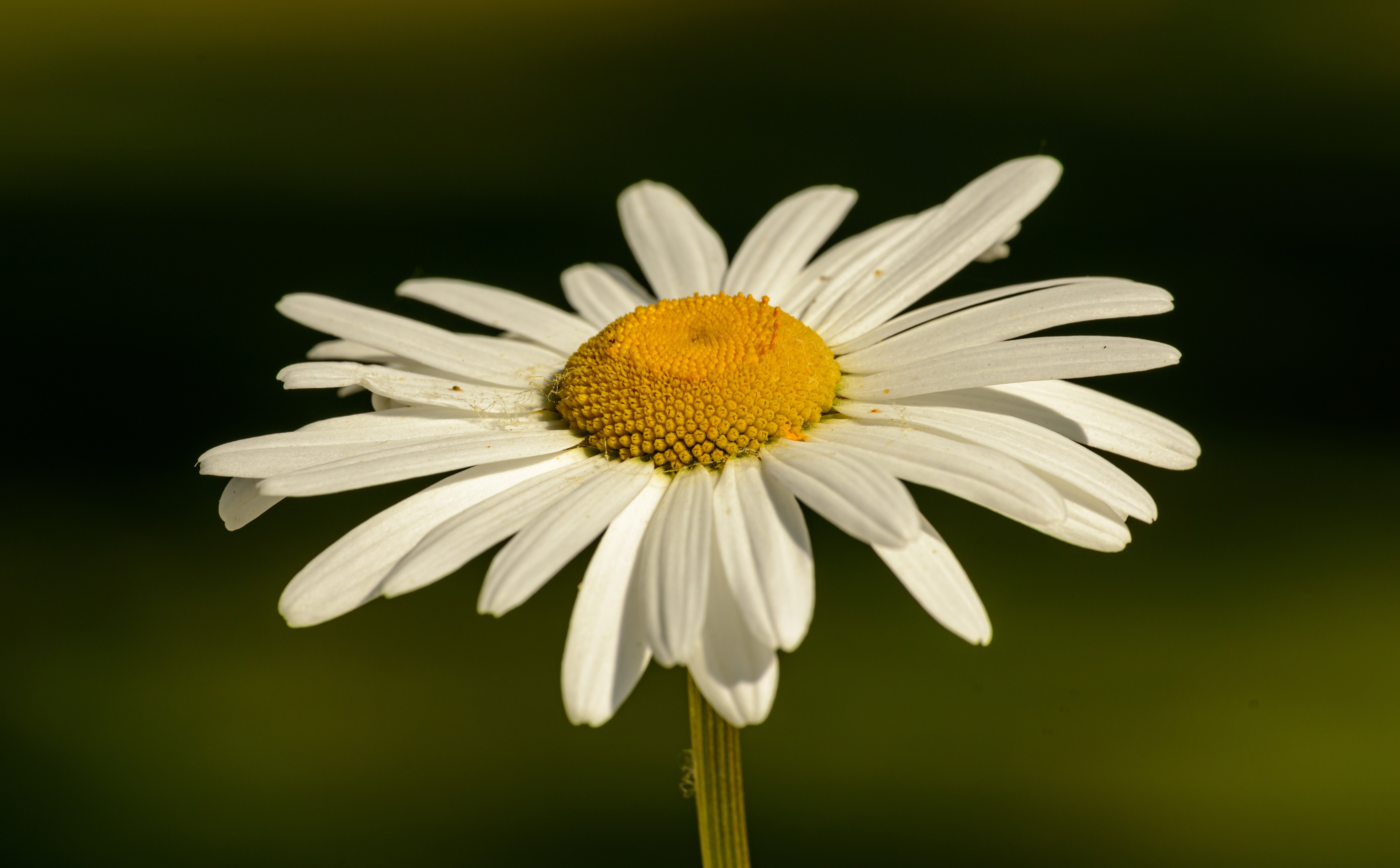Close-up of a white daisy with a yellow center HD Wallpaper