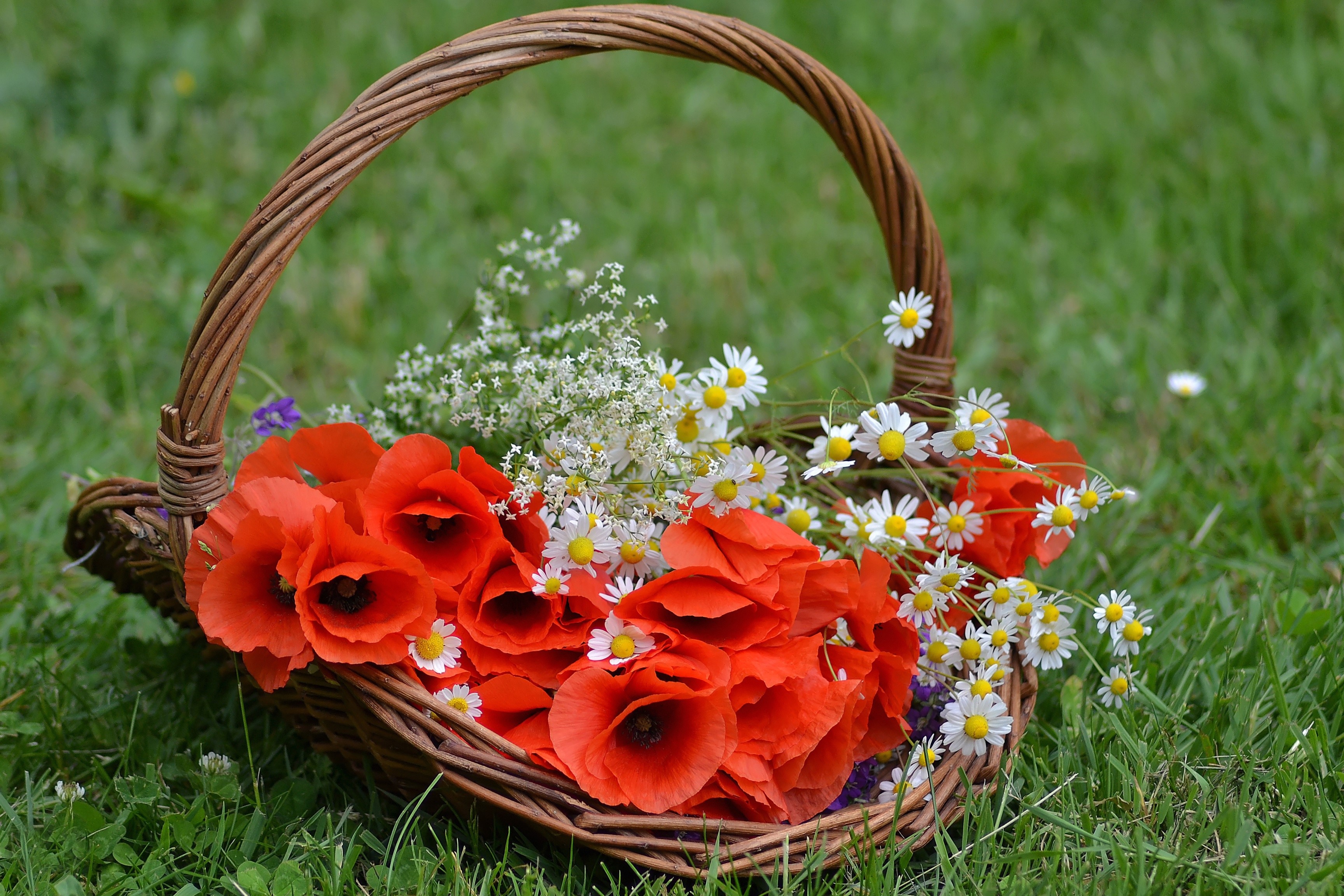 Basket of Poppies and Daisies on Grass HD Wallpaper
