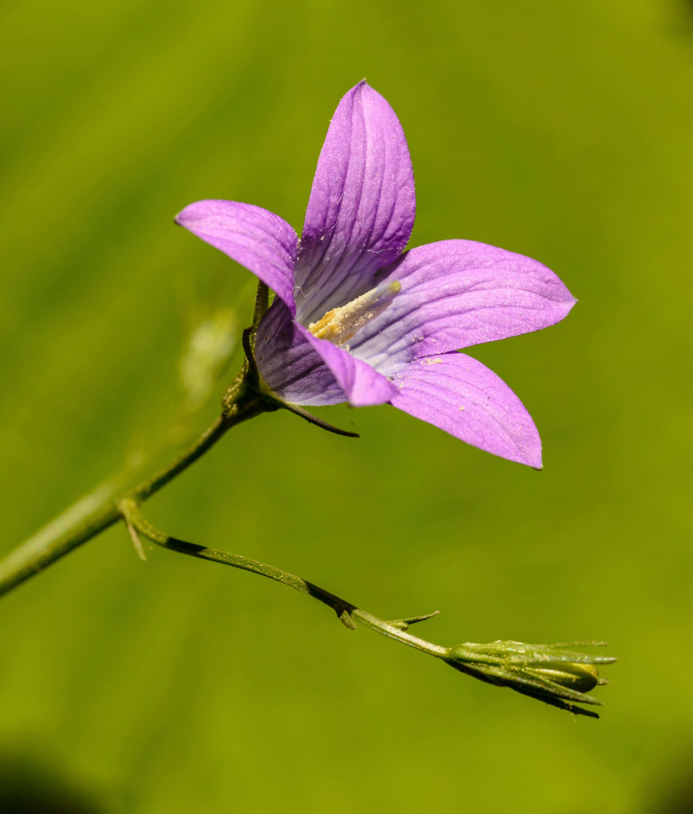 Purple bell flower with green background HD Wallpaper