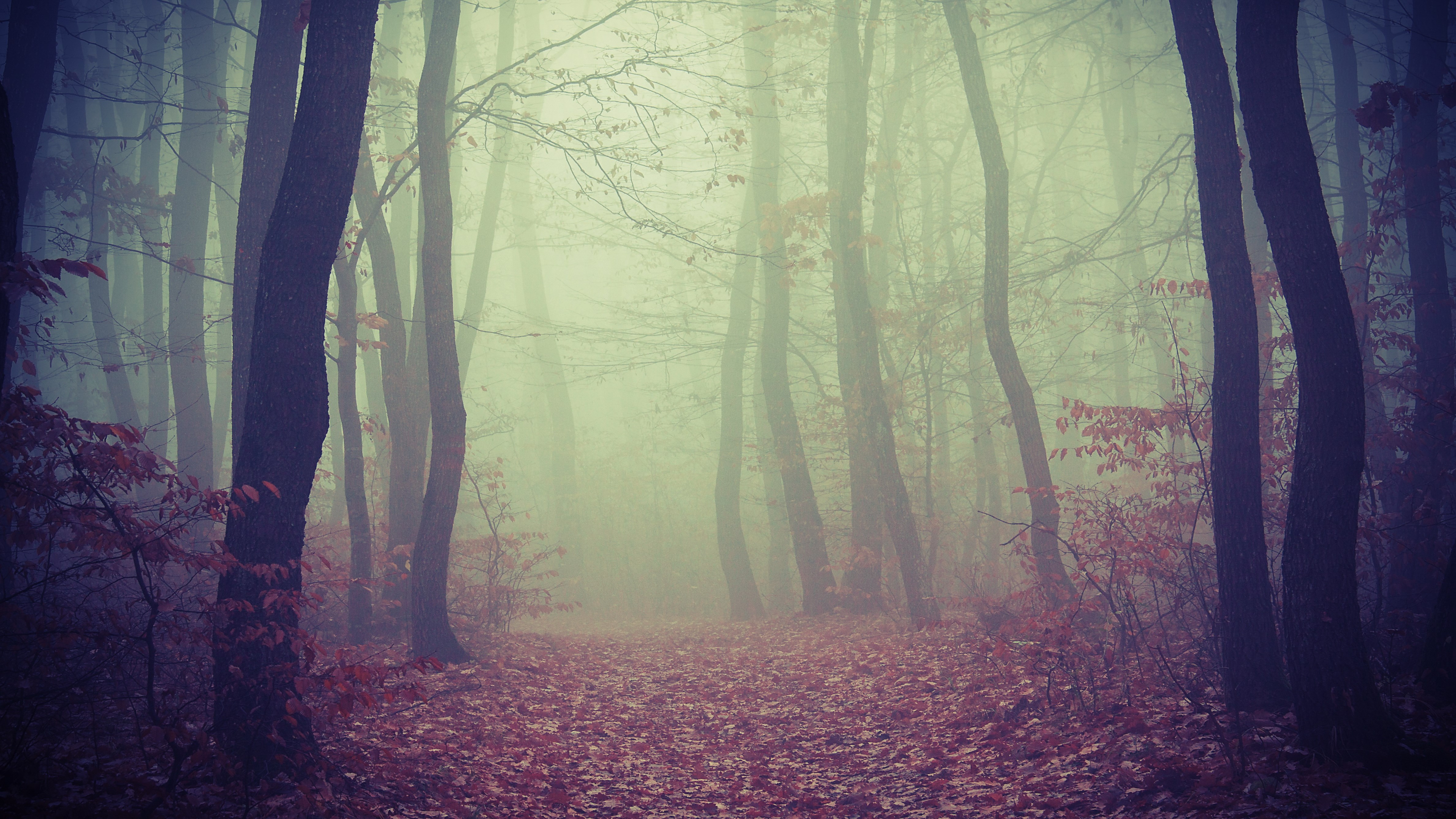Misty forest path with fallen leaves HD Wallpaper