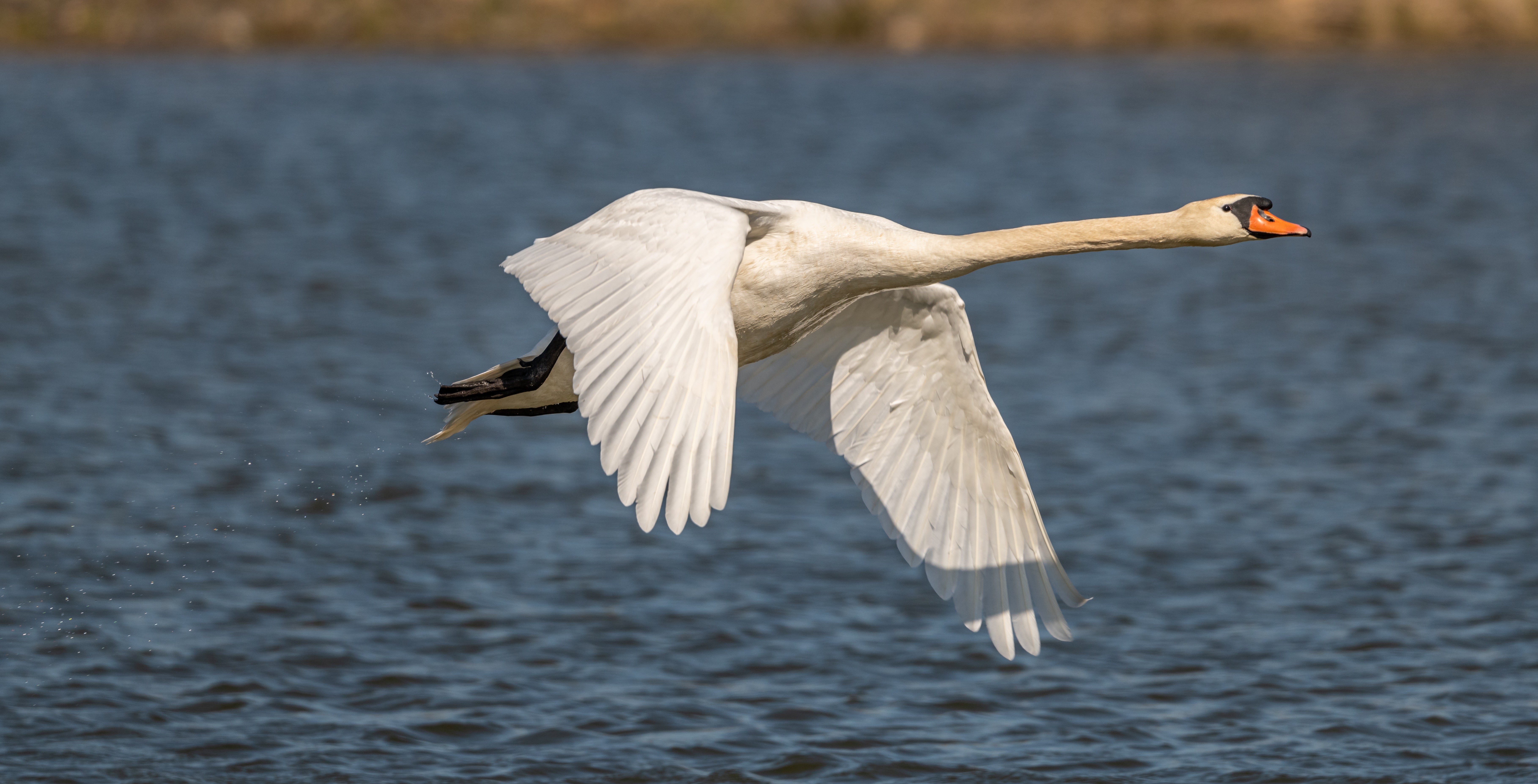 White Swan in Flight Over Water HD Wallpaper
