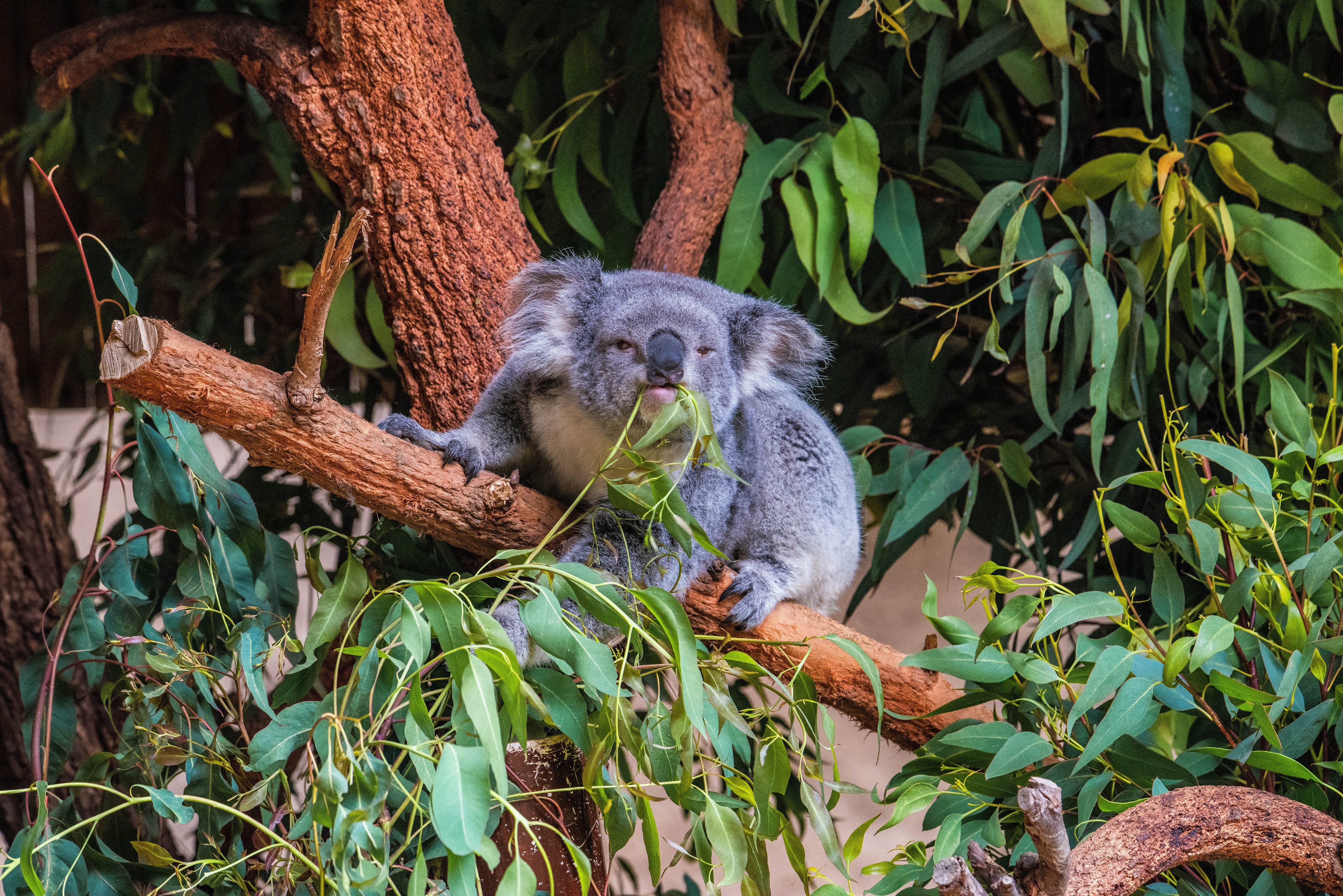 Koala eating leaves on a branch HD Wallpaper