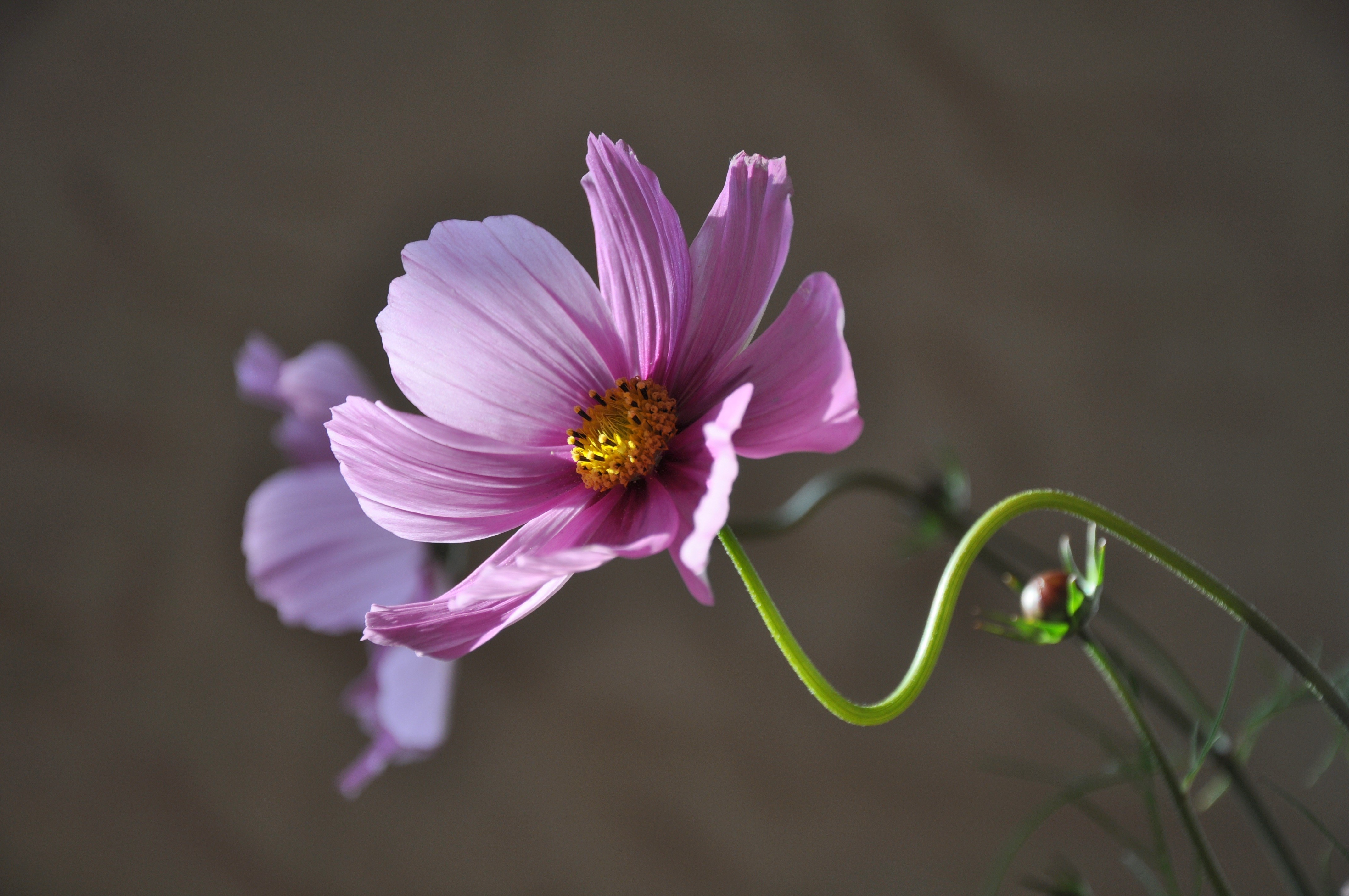 4K Pink Cosmos Flower Closeup HD Wallpaper