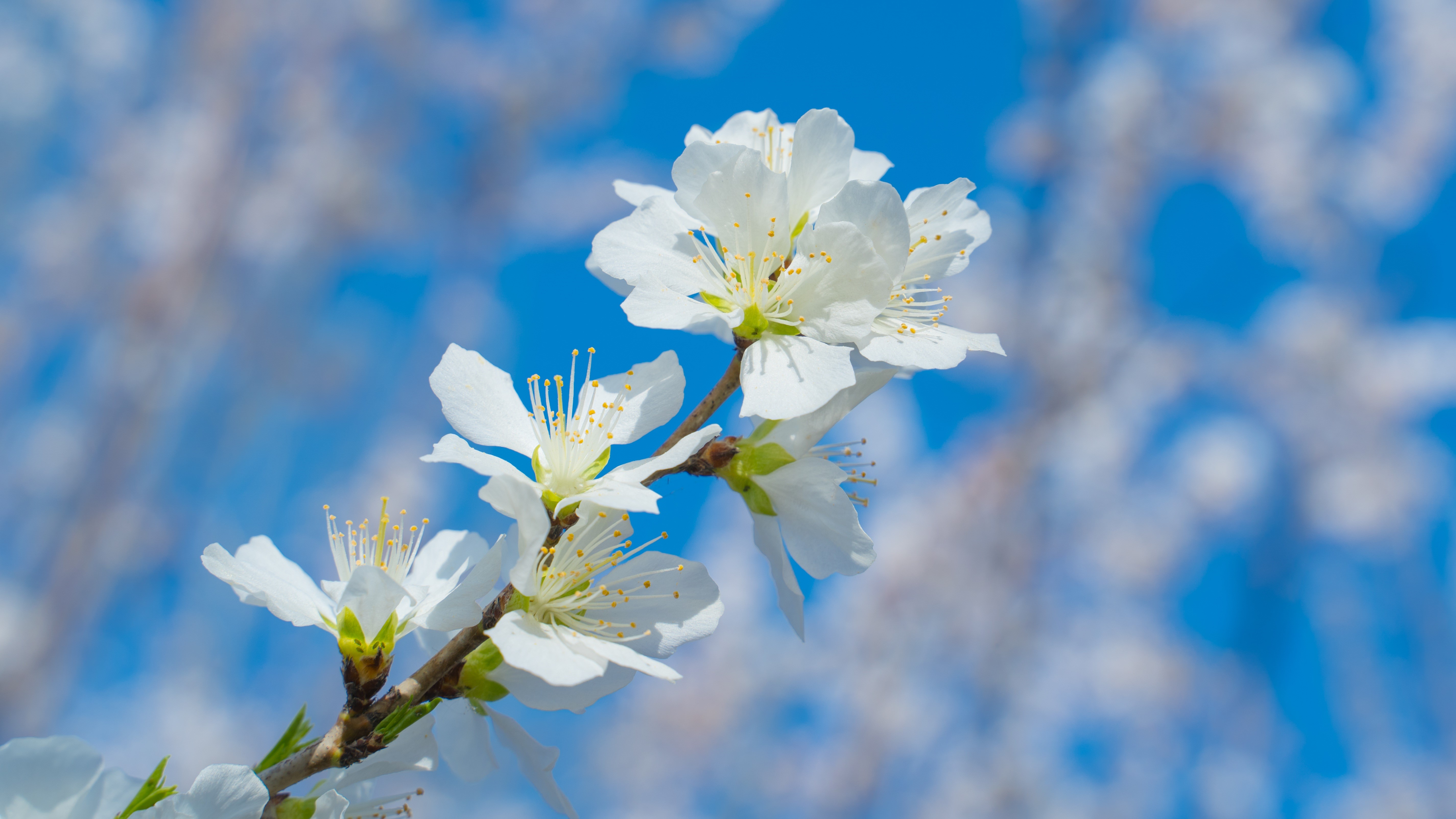 White Peach Blossoms on Branches Against Blue Sky HD Wallpaper