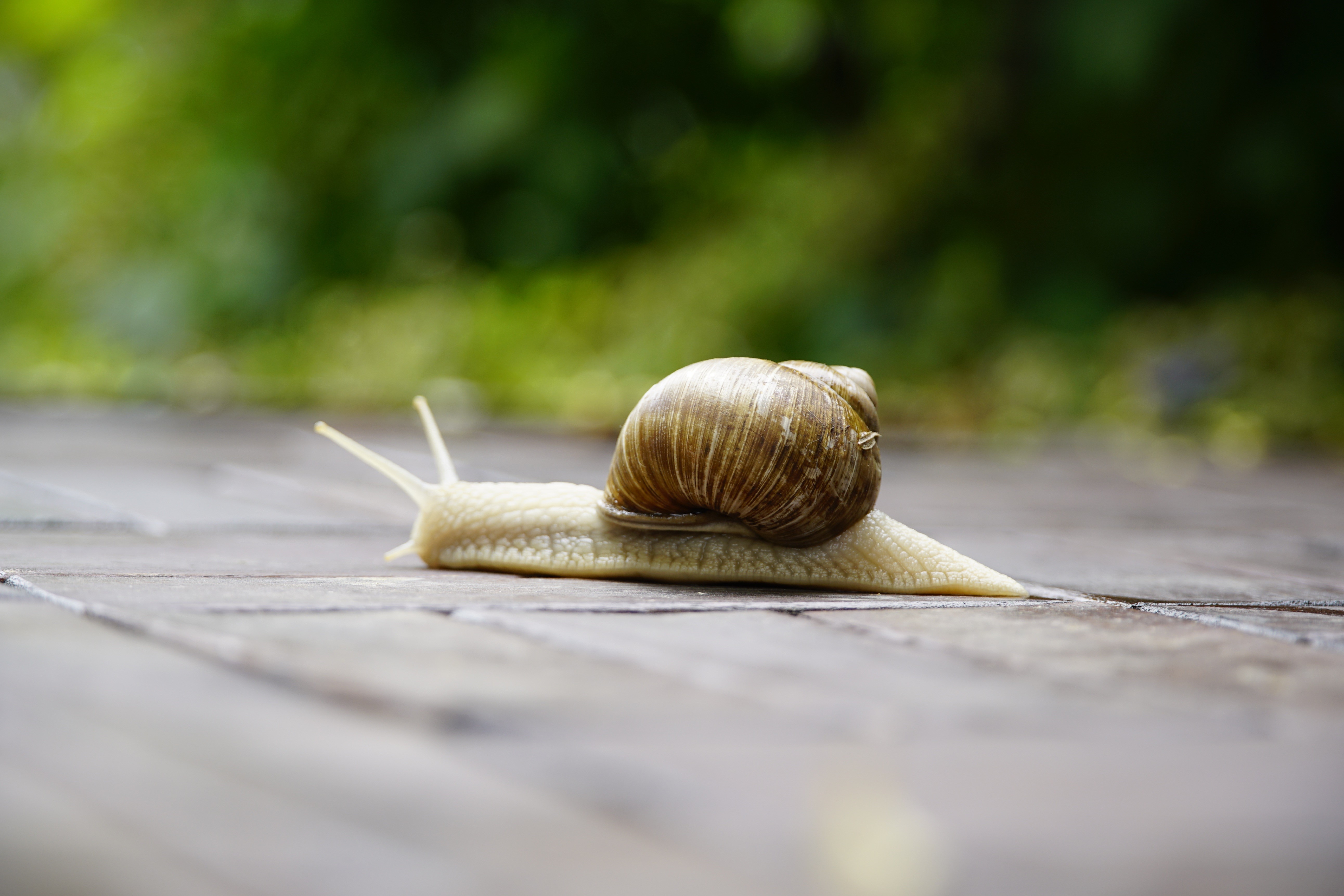 Snail on wooden planks with bokeh background HD Wallpaper
