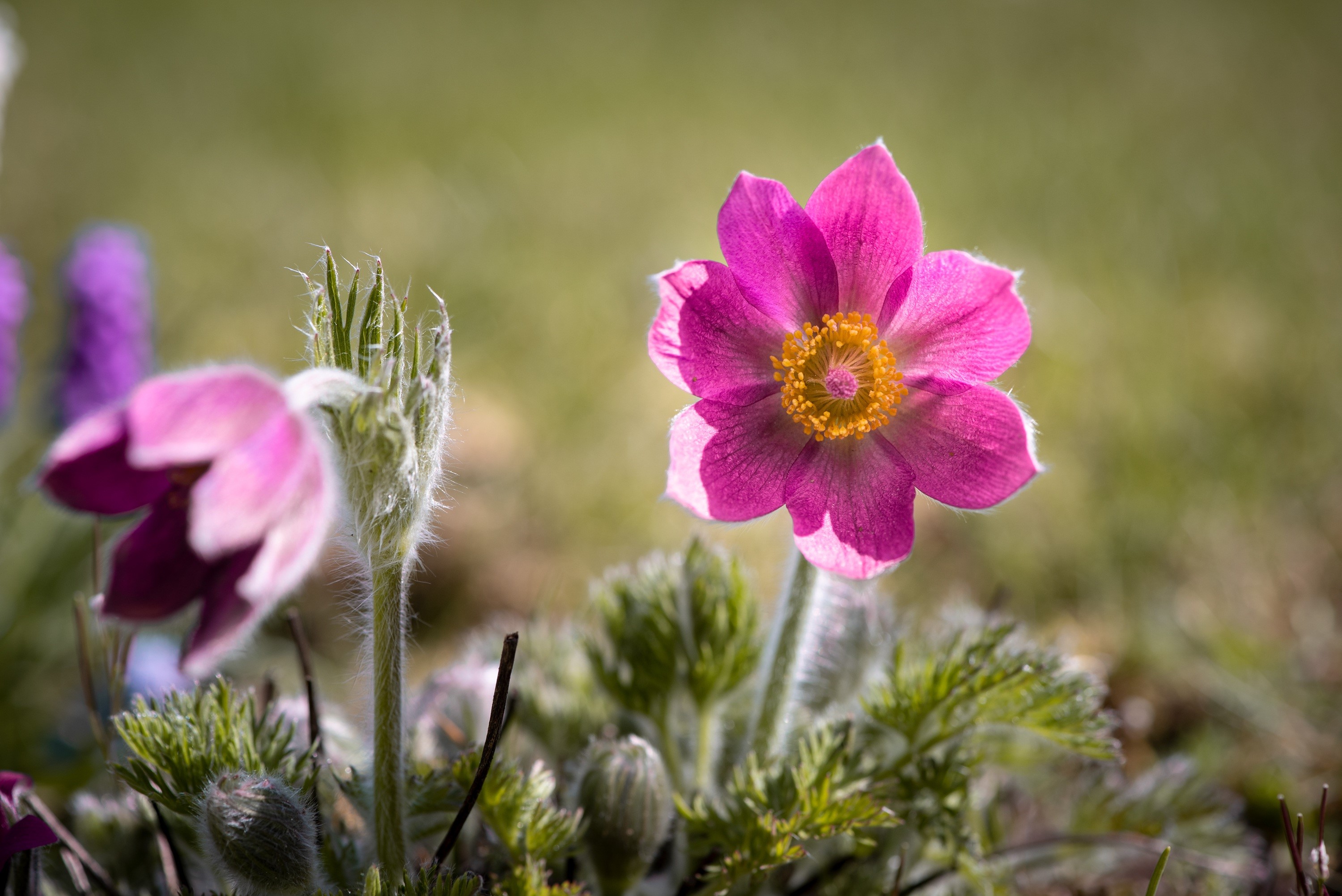 Pink Pulsatilla flowers in a garden HD Wallpaper