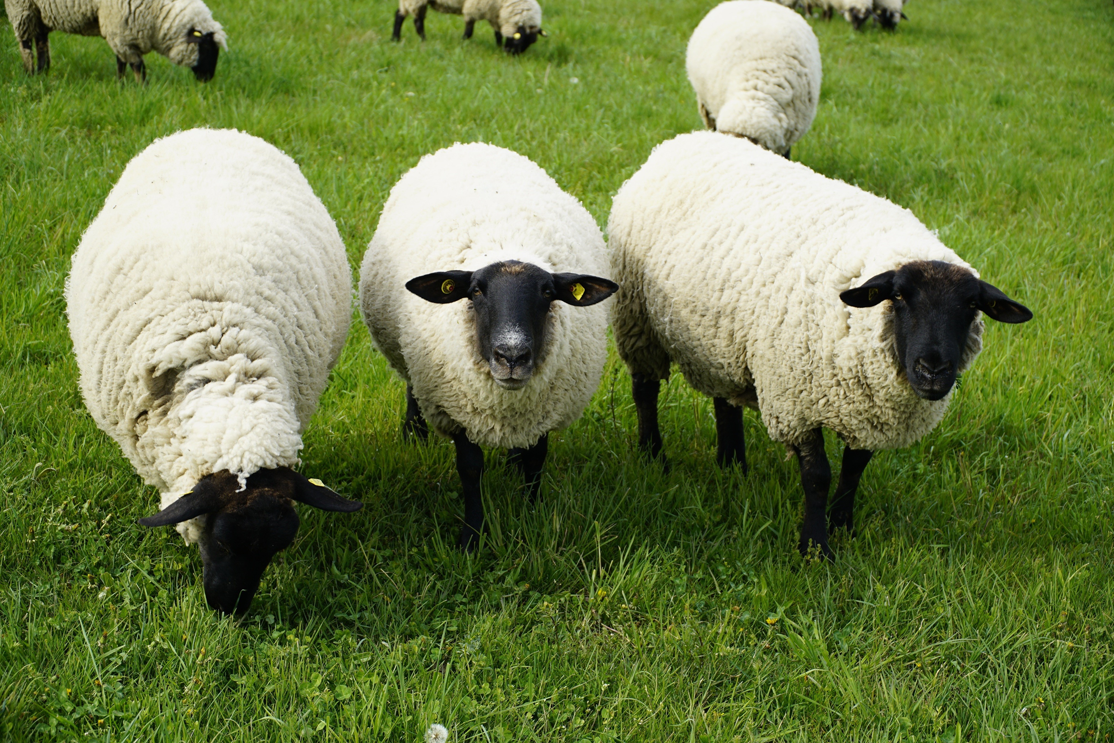 Sheep grazing on a grassy field HD Wallpaper