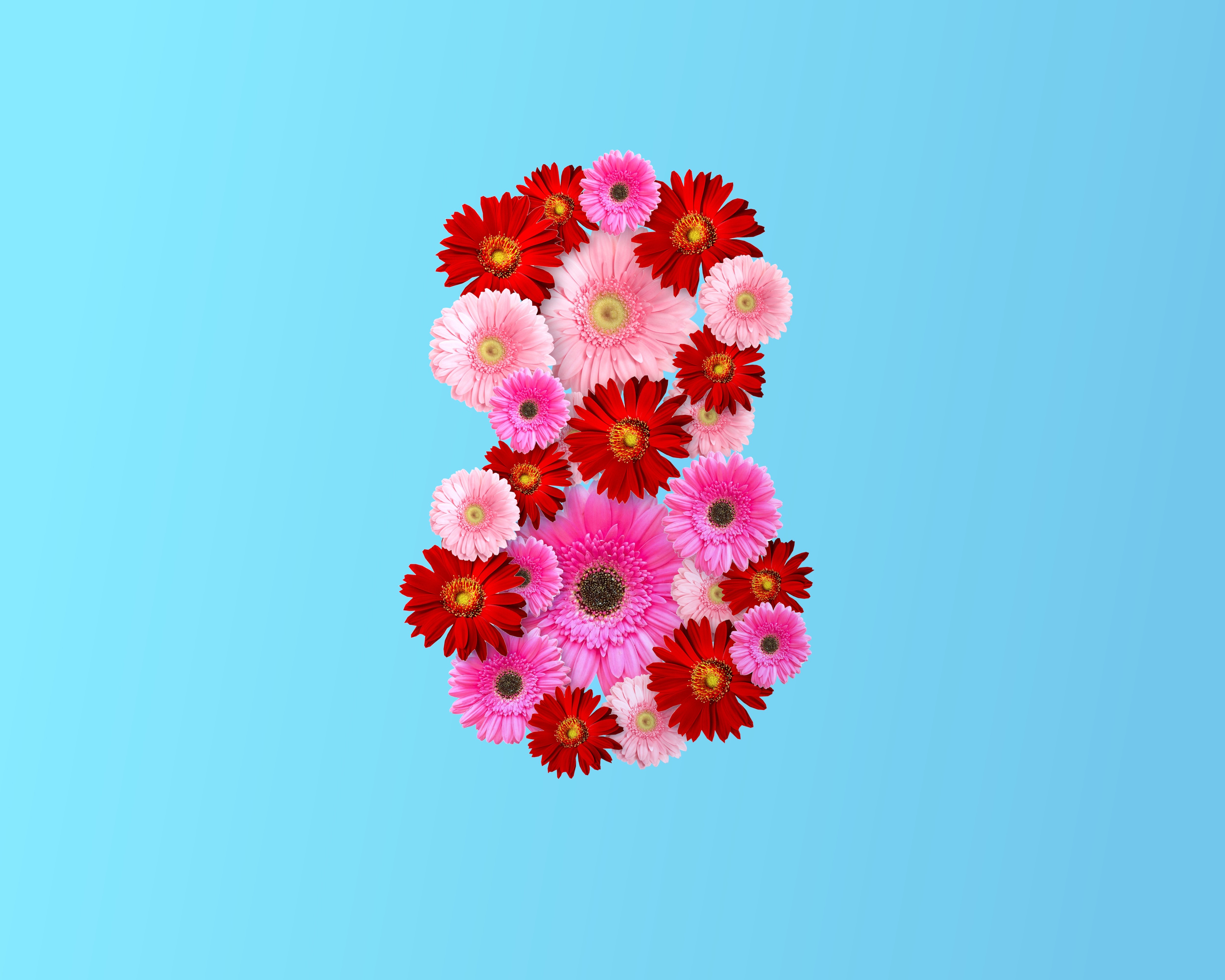 Number 8 made of Gerberas on blue background HD Wallpaper