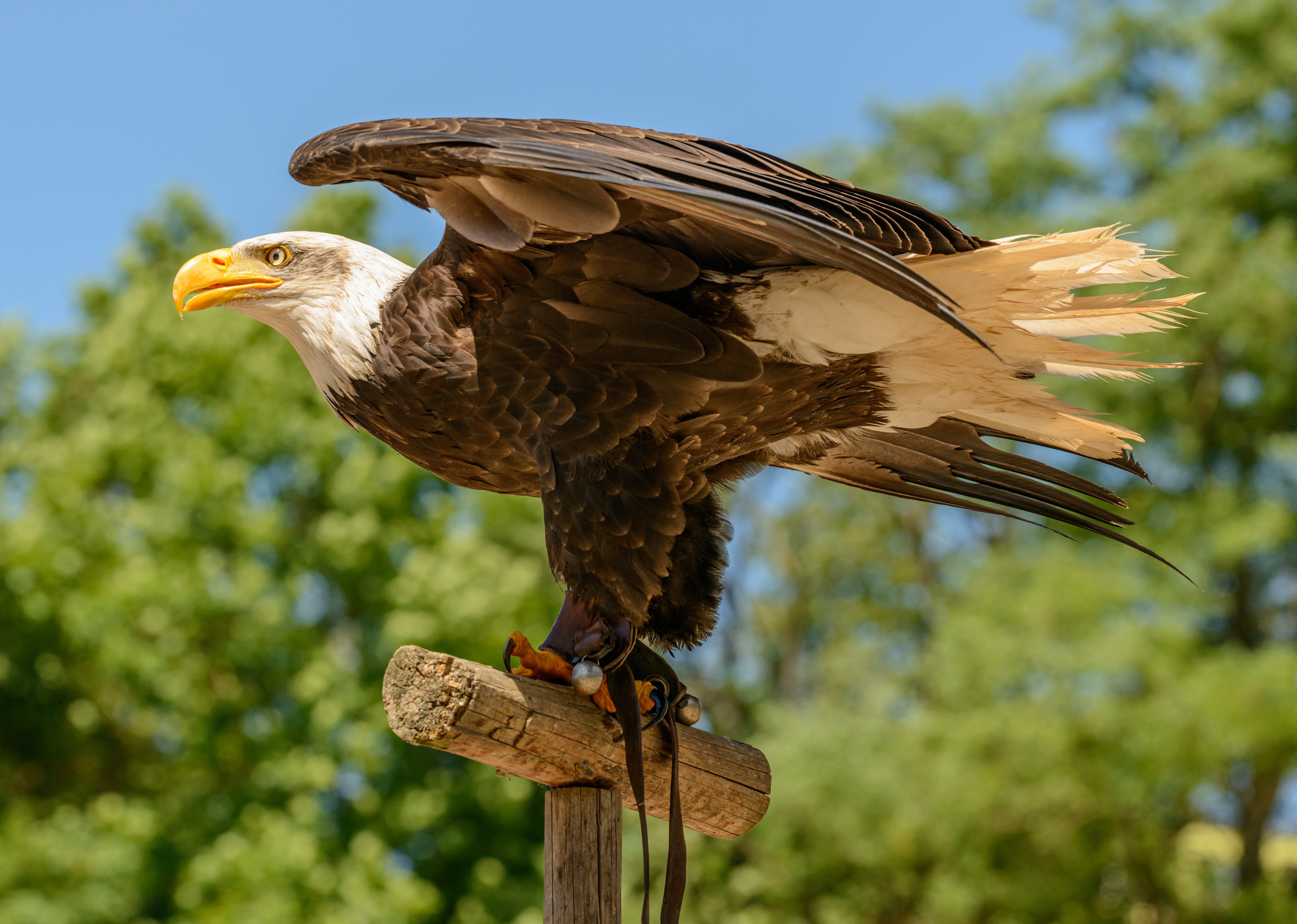 Bald Eagle perched on a wooden post HD Wallpaper