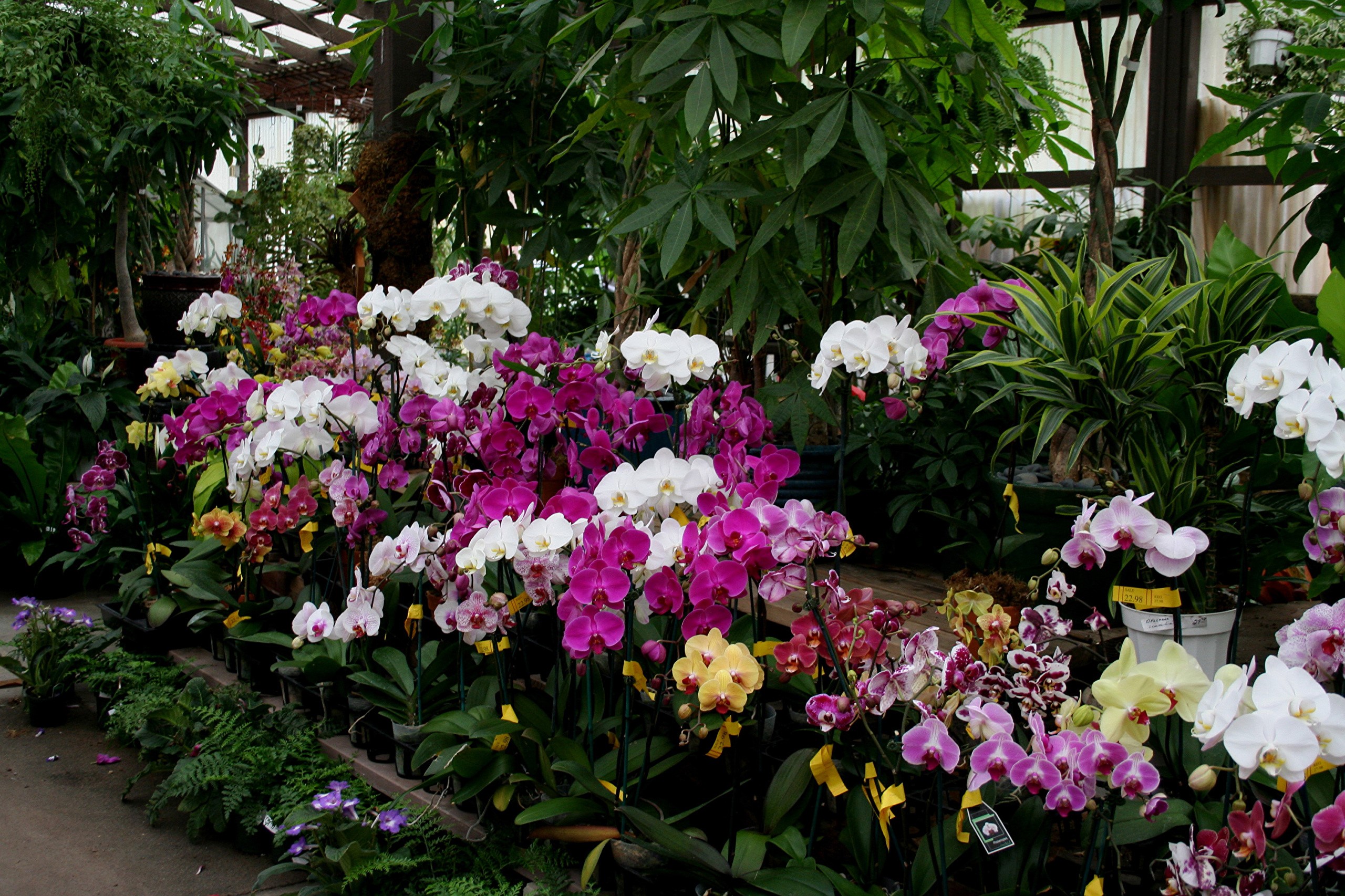 A greenhouse filled with colorful orchids HD Wallpaper