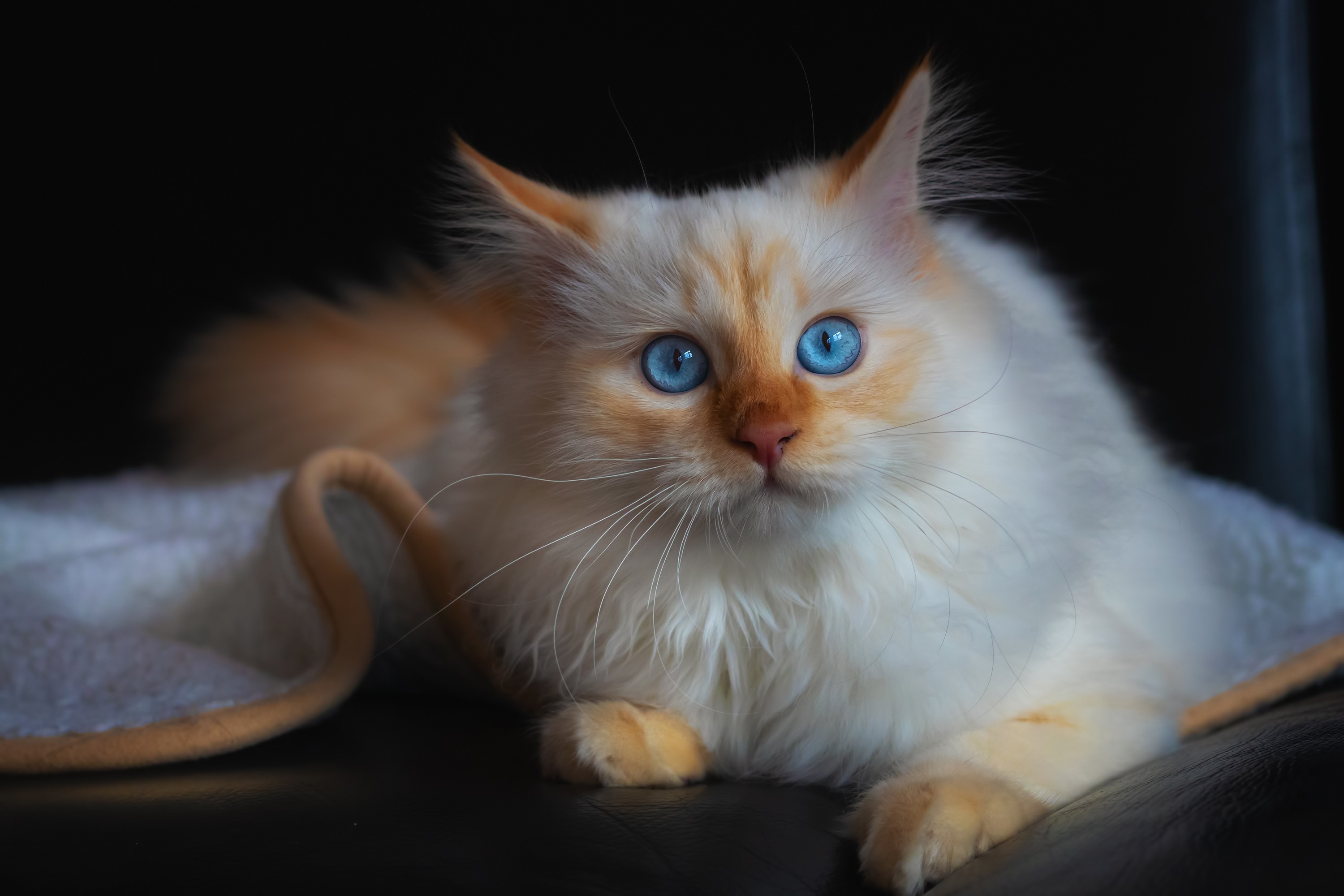 A fluffy cat with blue eyes looking forward HD Wallpaper