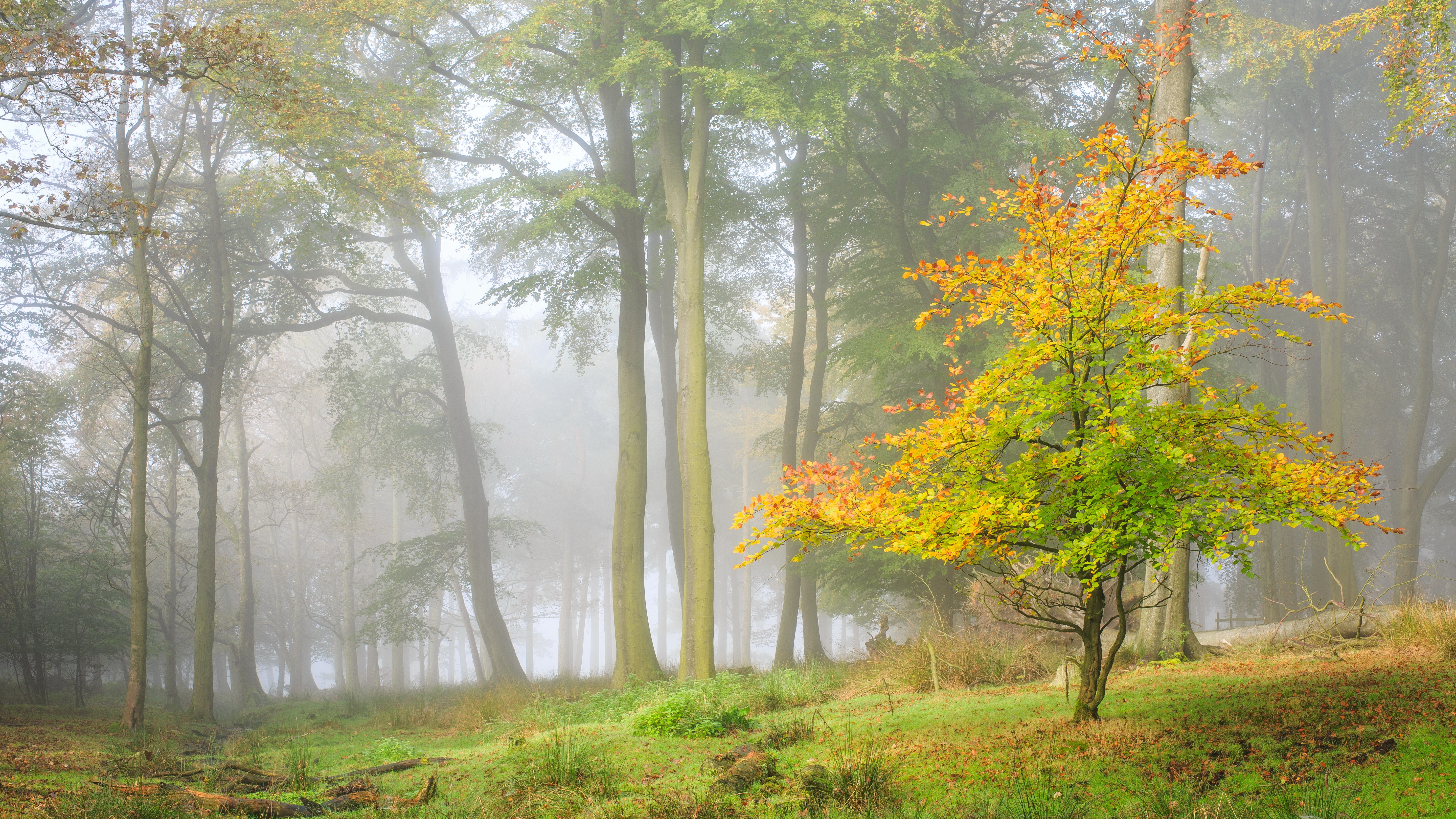 Misty forest with autumn foliage HD Wallpaper