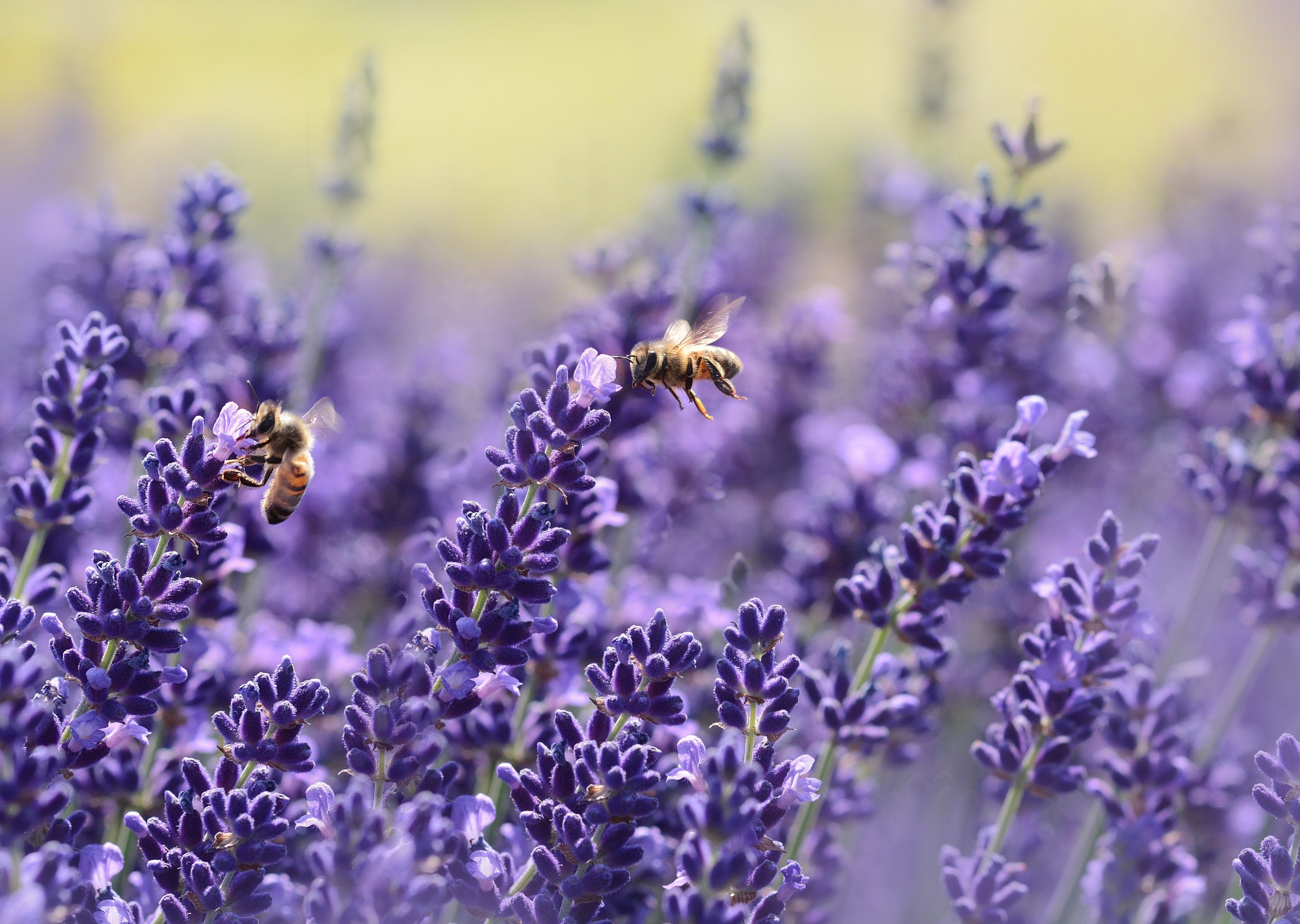 Bees pollinating lavender flowers in a field HD Wallpaper