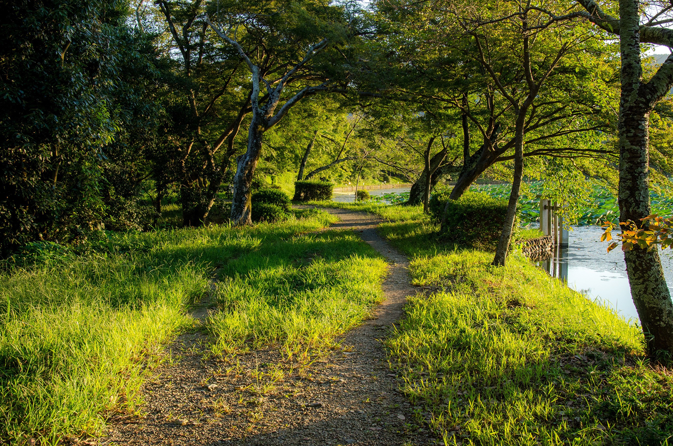 Path through Daikaku-Ji Park in Kyoto, Japan HD Wallpaper