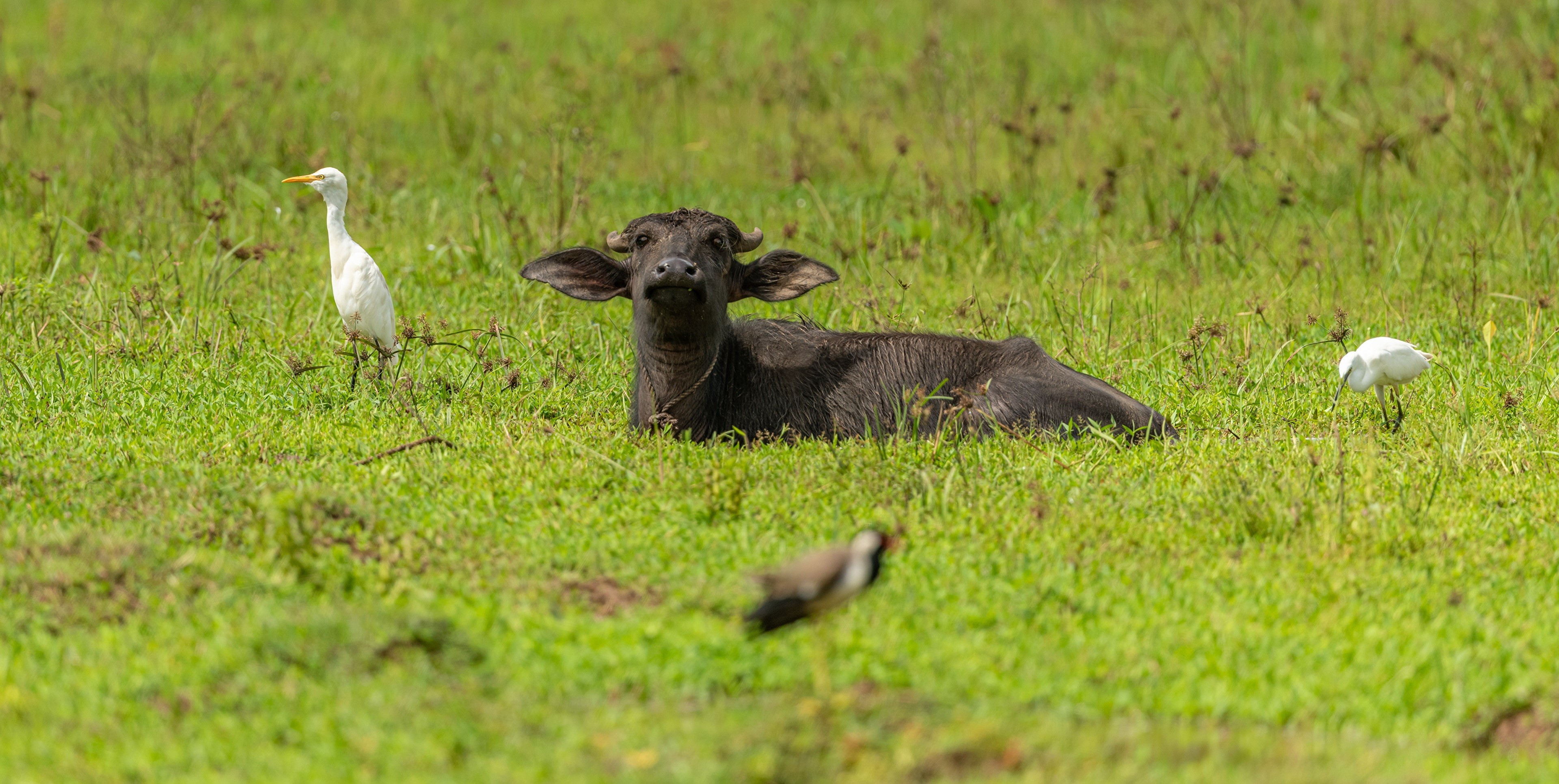 Buffalo calf and egrets in a grassy field HD Wallpaper