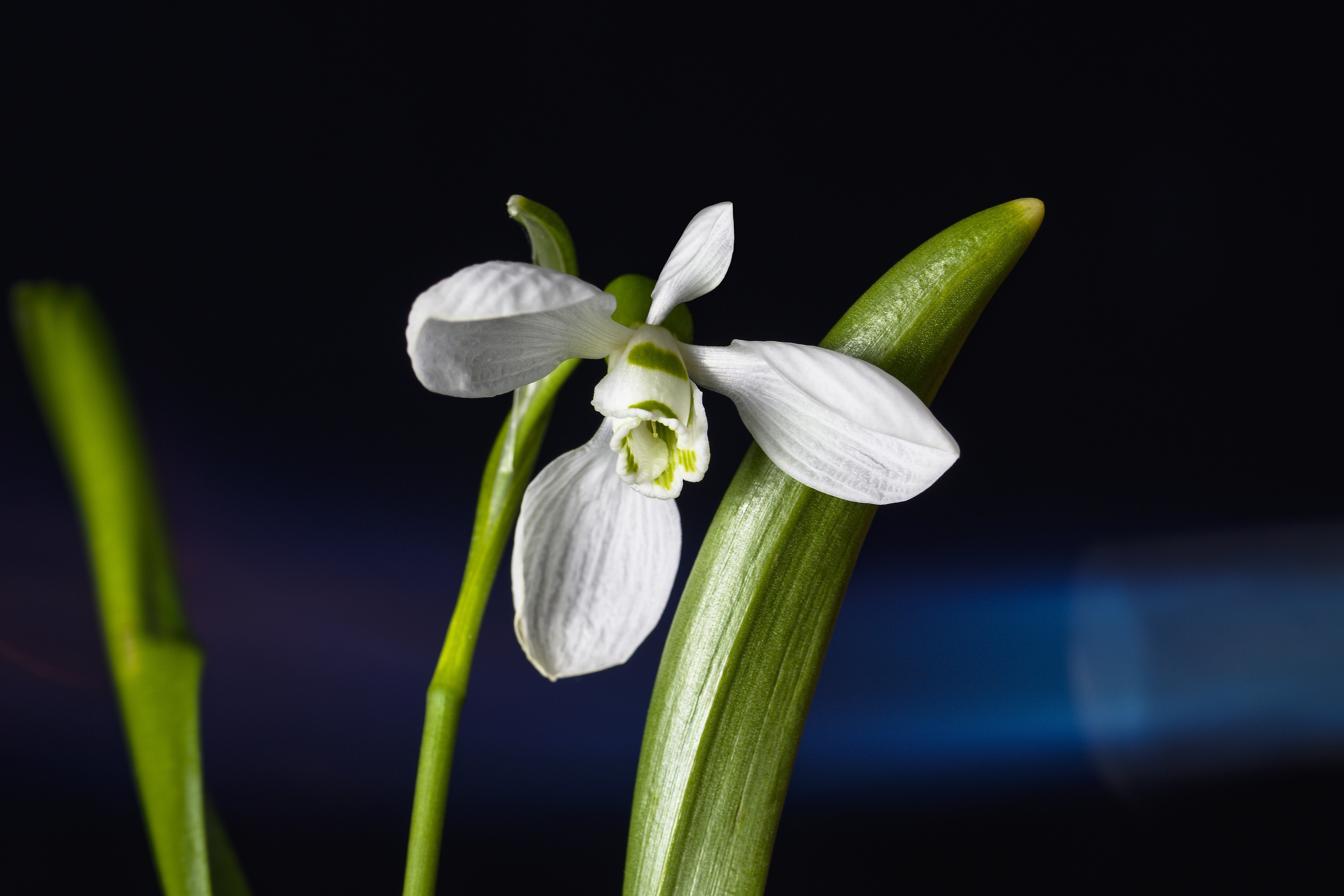 Close-up of a white snowdrop flower with green accents HD Wallpaper