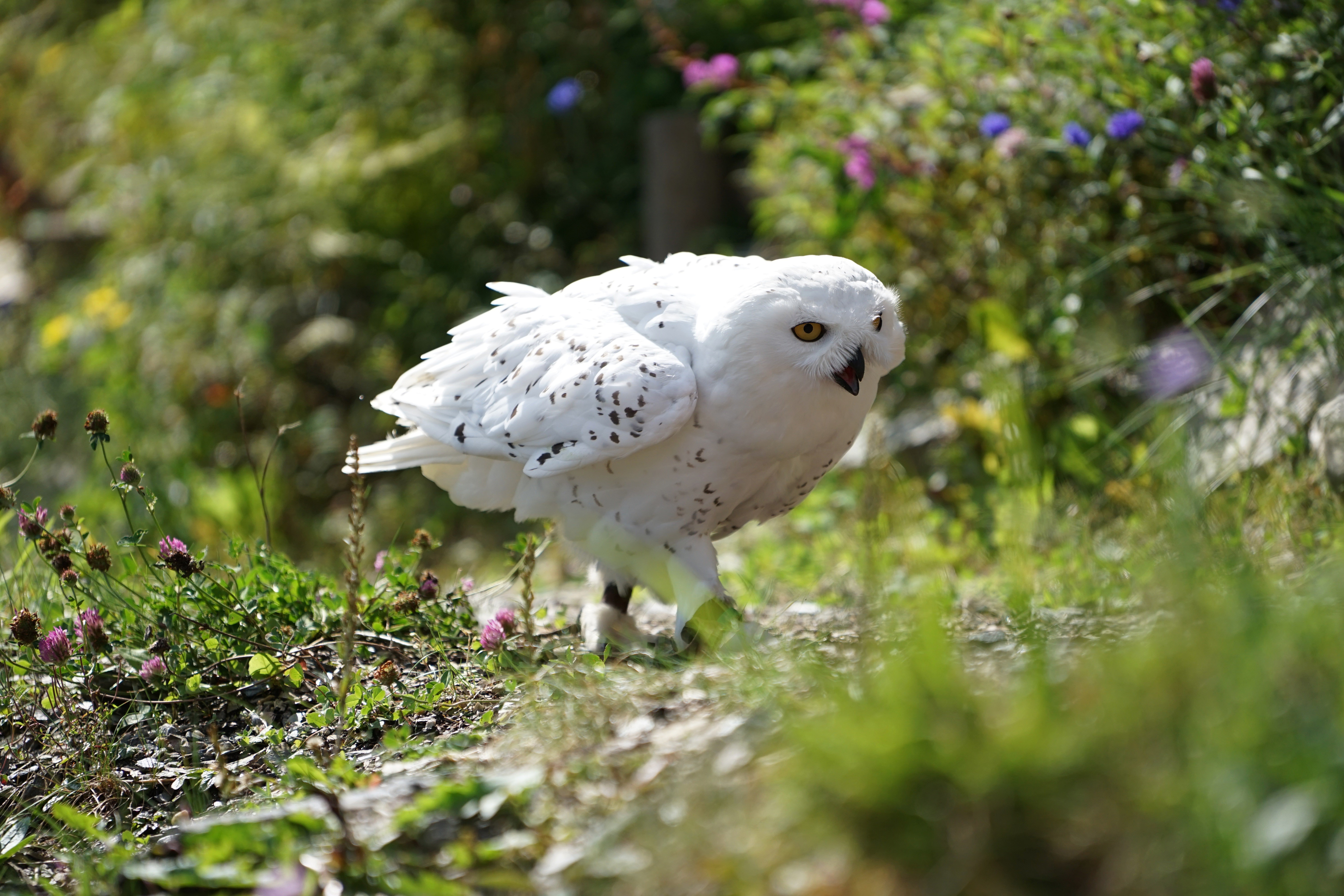 Snowy owl in a garden with flowers HD Wallpaper