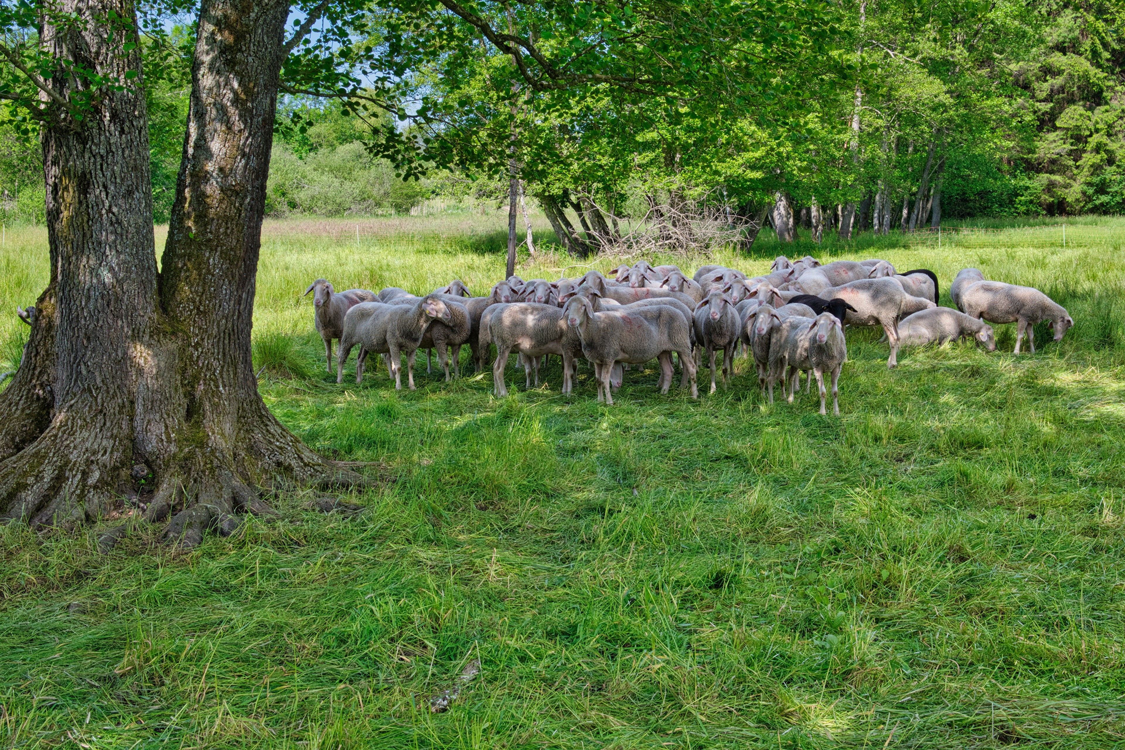 4K Sheep Herd in a Grassy Field HD Wallpaper