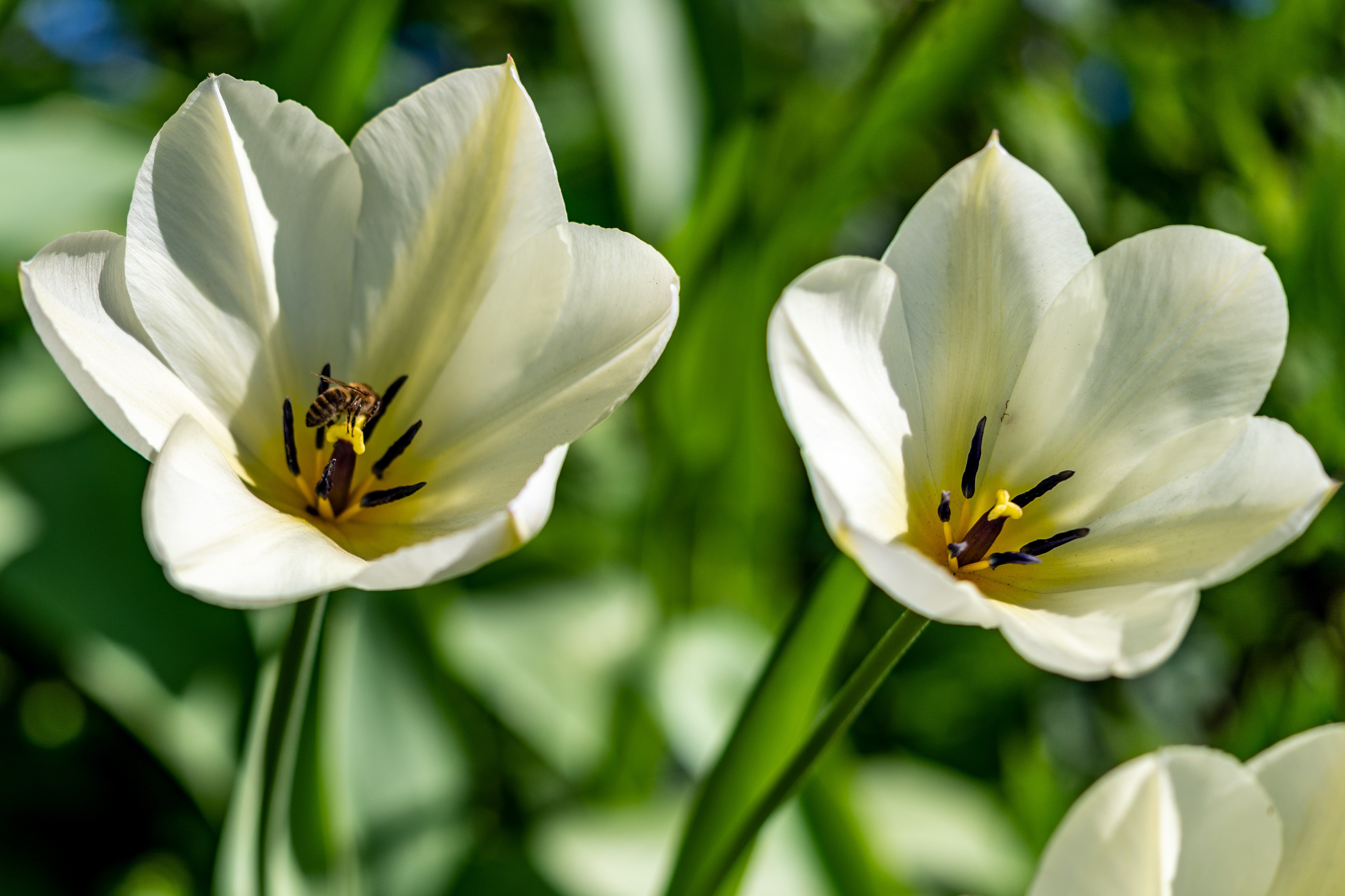 4K White Tulips with a Bee HD Wallpaper